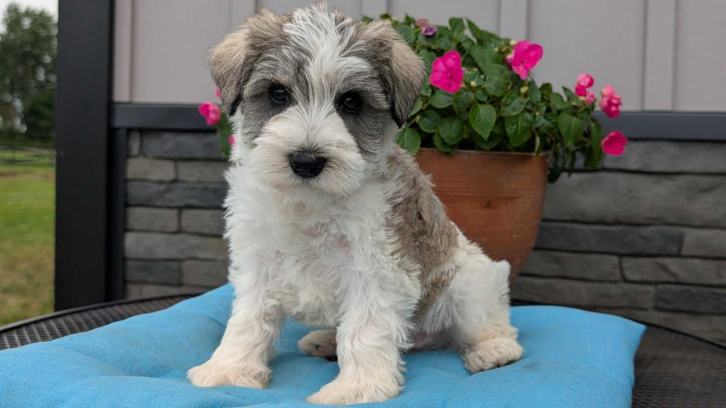 MINI SCHNAUZER (07/10) MALE
