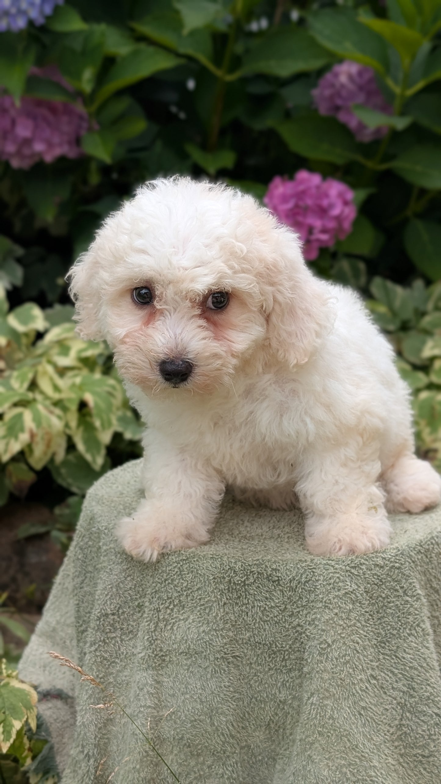 BICHON FRISE (06/19) FEMALE
