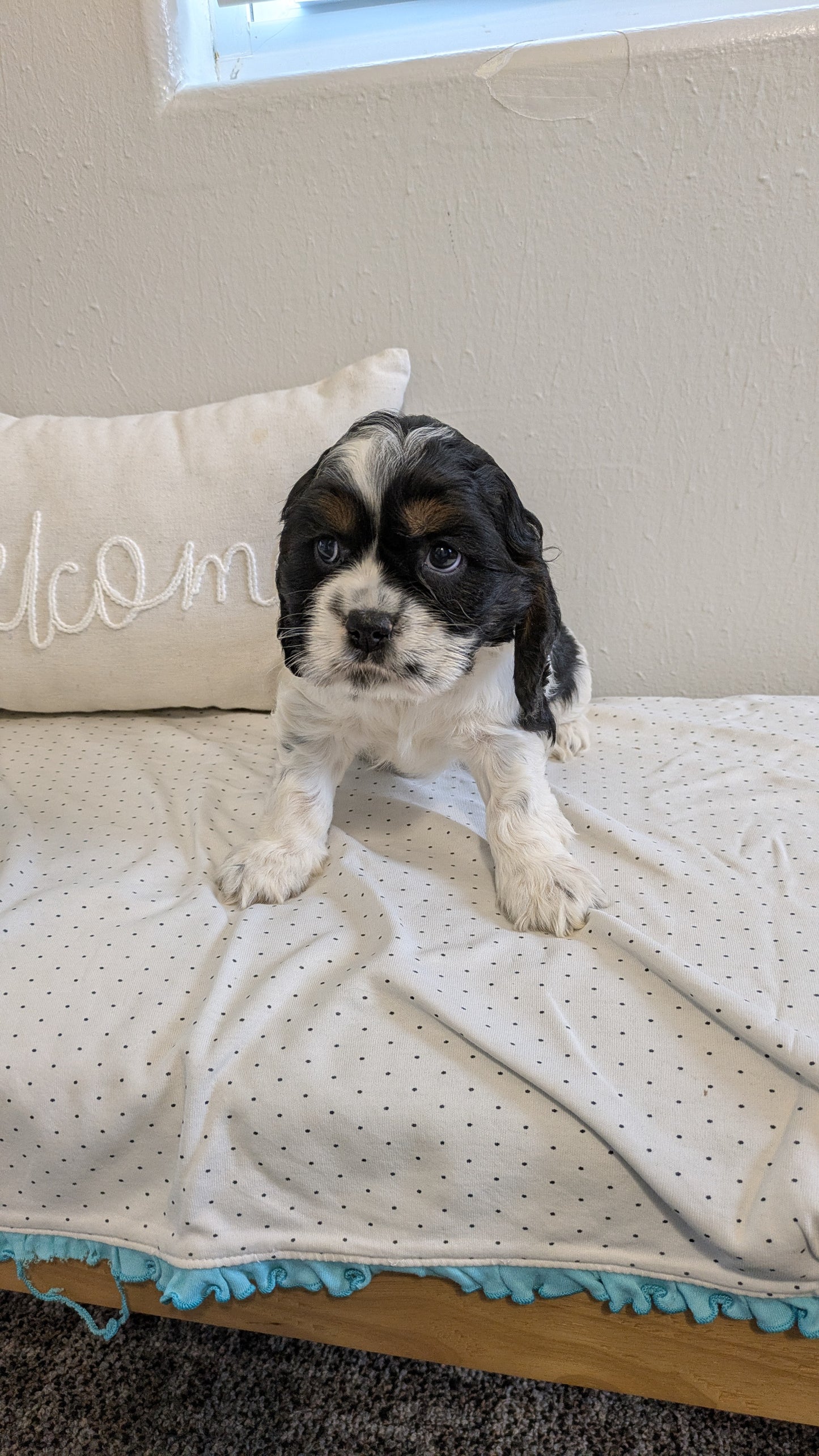COCKER SPANIEL (02/14) FEMALE
