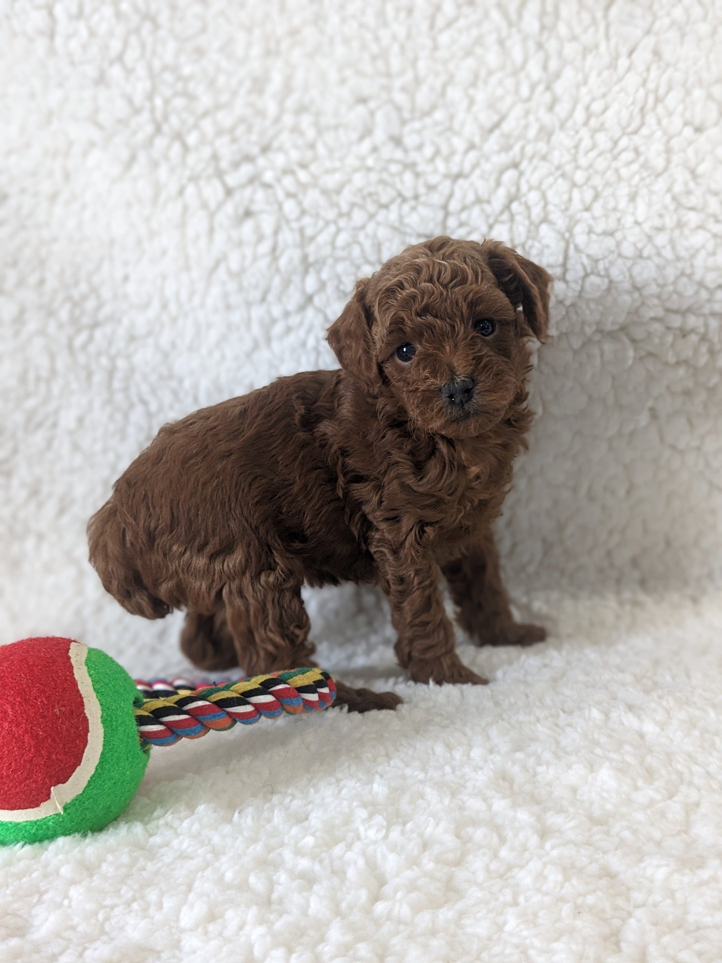 TOY POODLES (02/23/24) FEMALE
