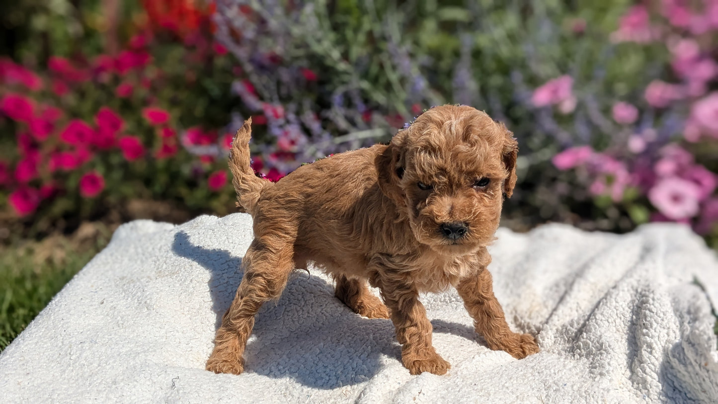 CAVAPOO (08/02) FEMALE