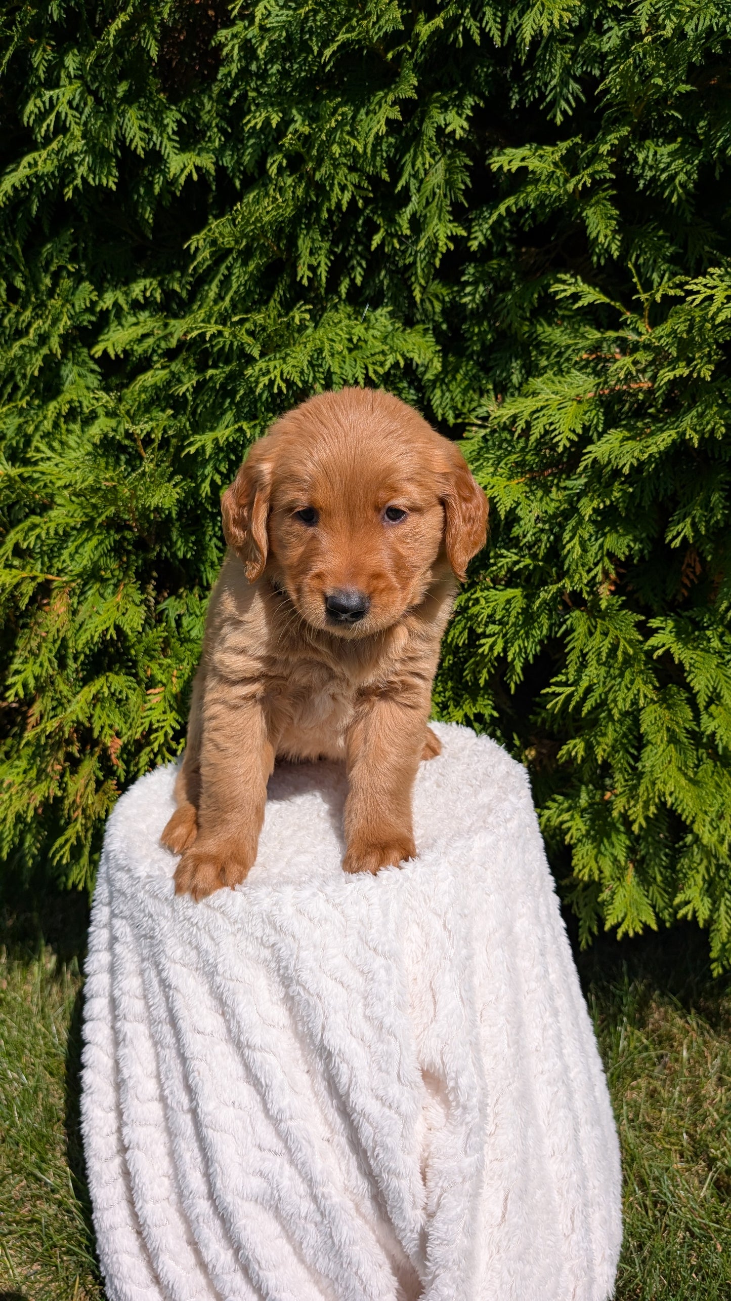 GOLDEN RETRIEVER (07/16) FEMALE