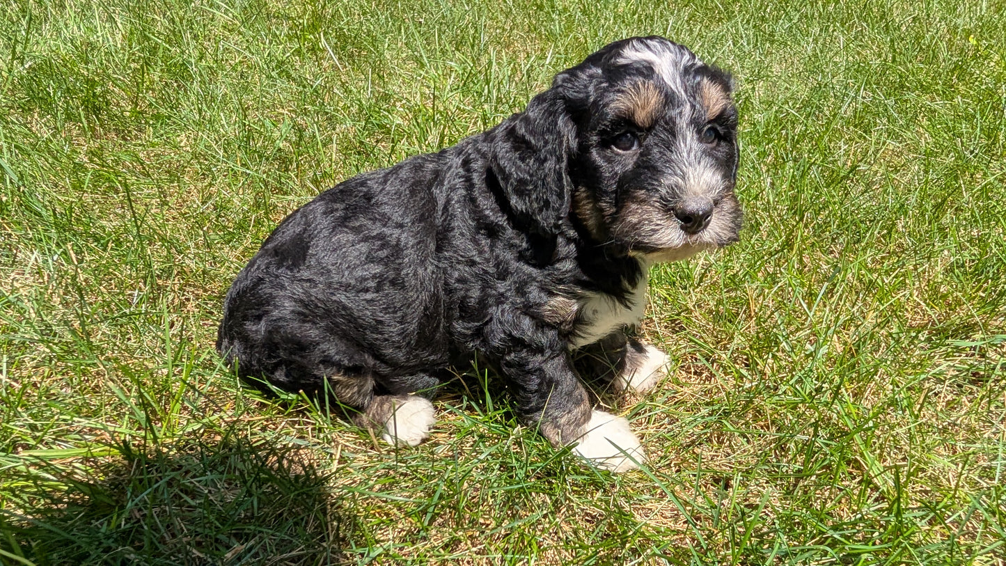 MINI BERNEDOODLE (06/11) MALE
