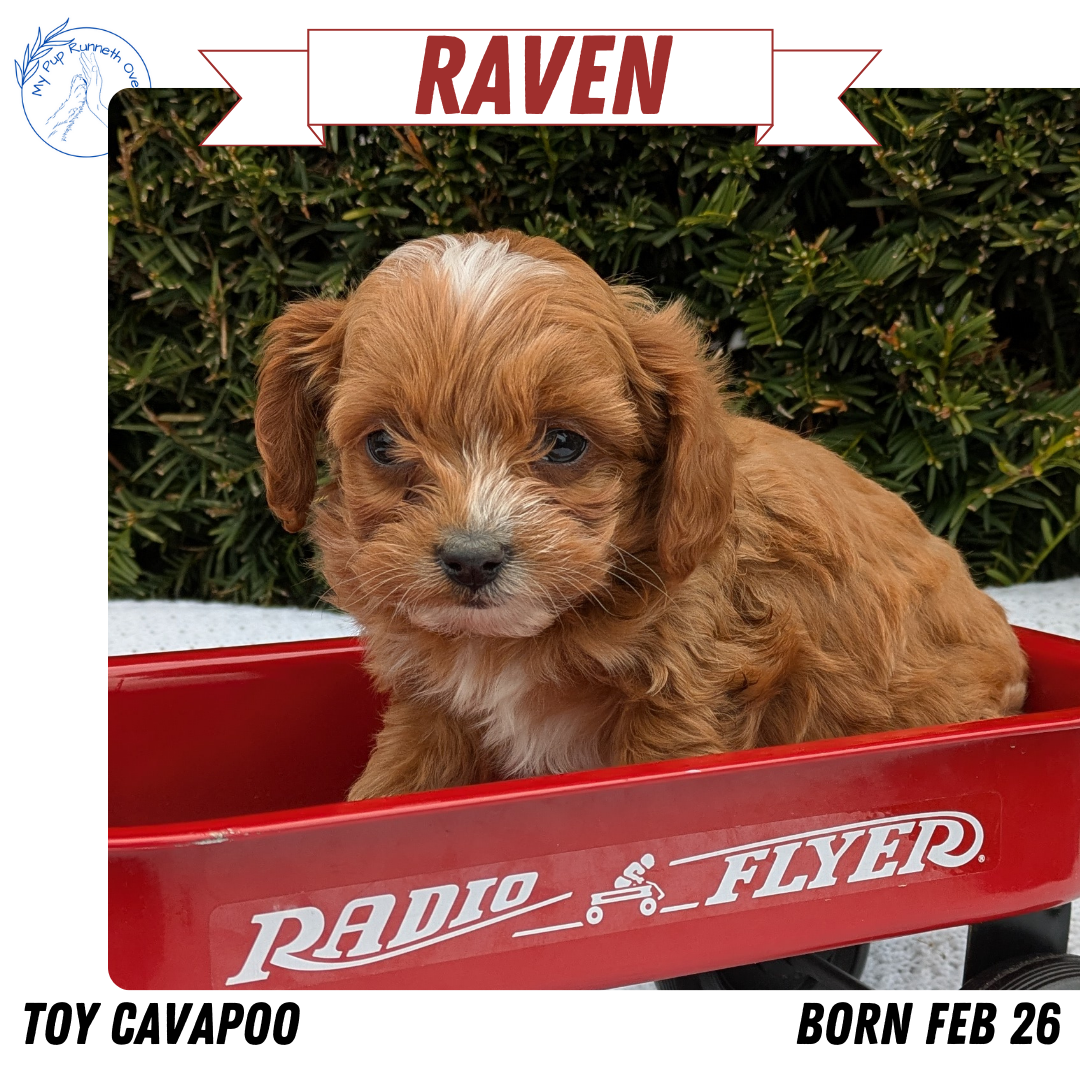 TOY CAVAPOO (02/26) FEMALE