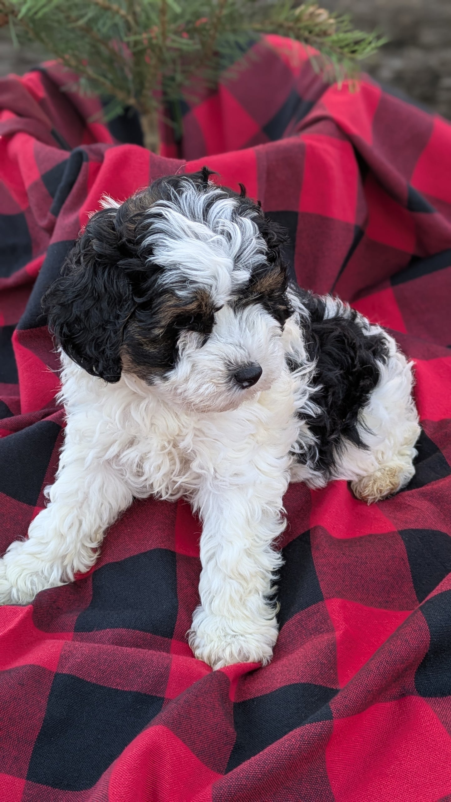 COCKAPOO (09/28) FEMALE