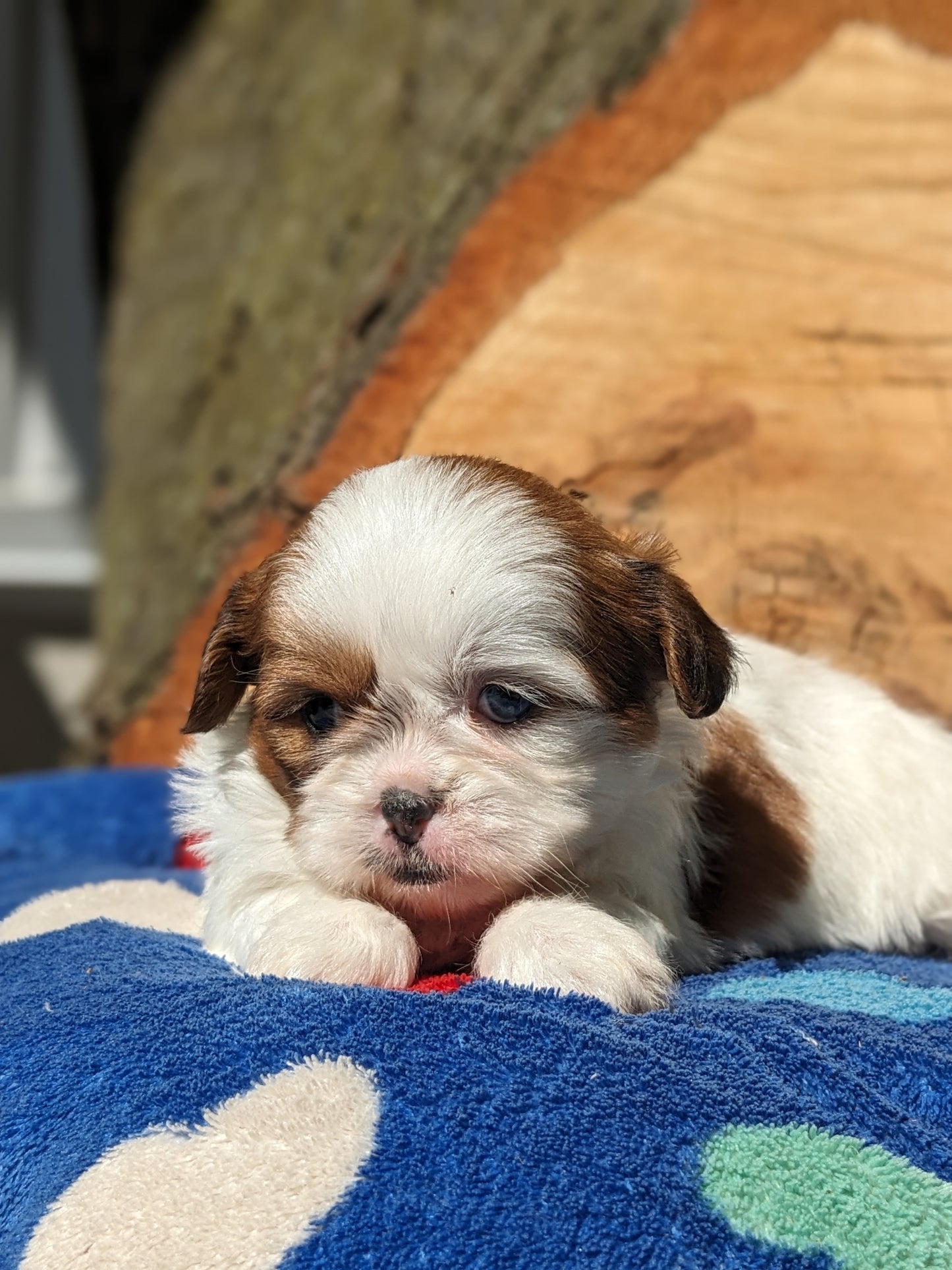 SHIH TZU (03/17) FEMALE
