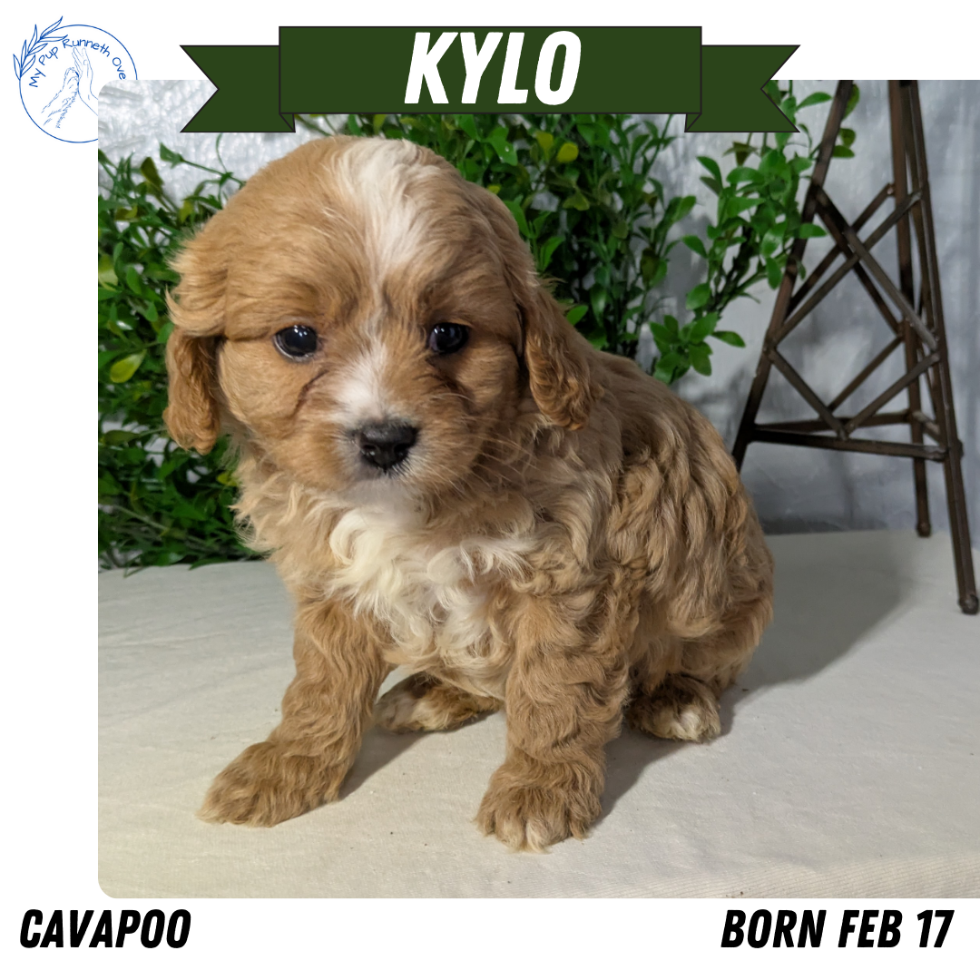 CAVAPOO (02/17) MALE