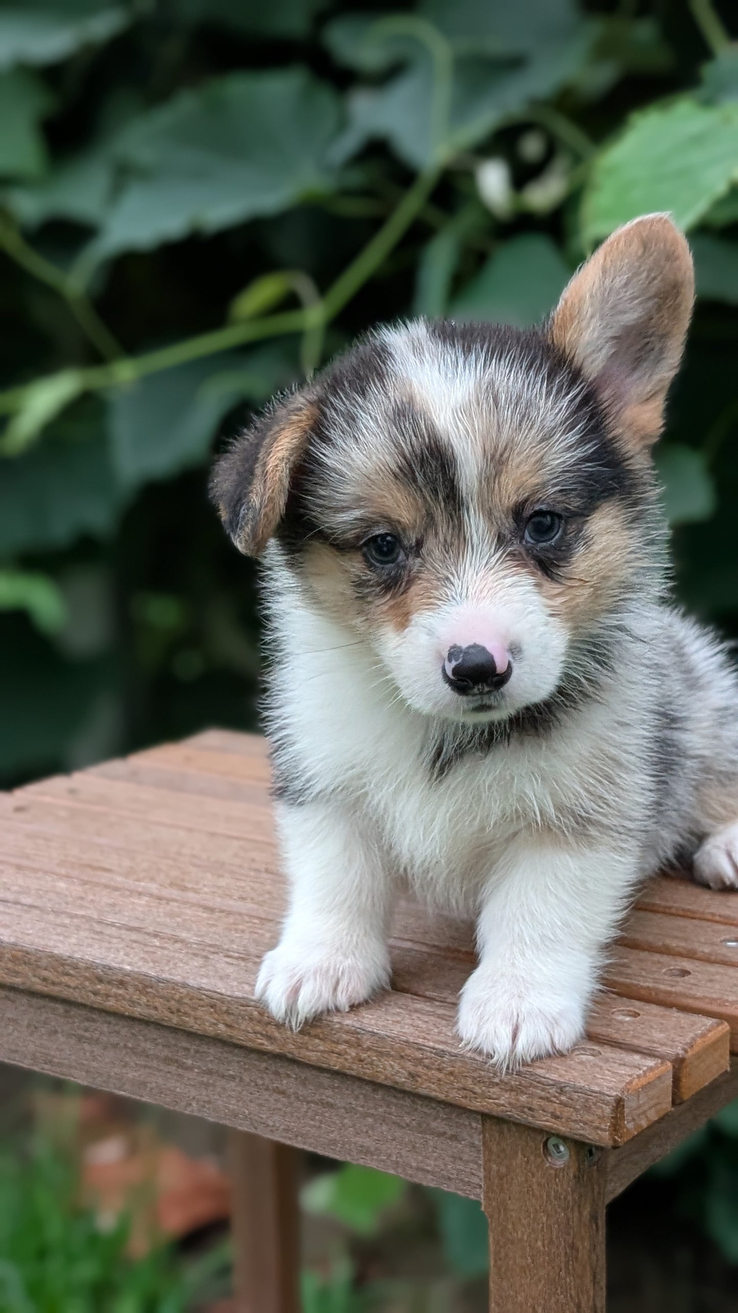 CORGI (JUN 22) MALES