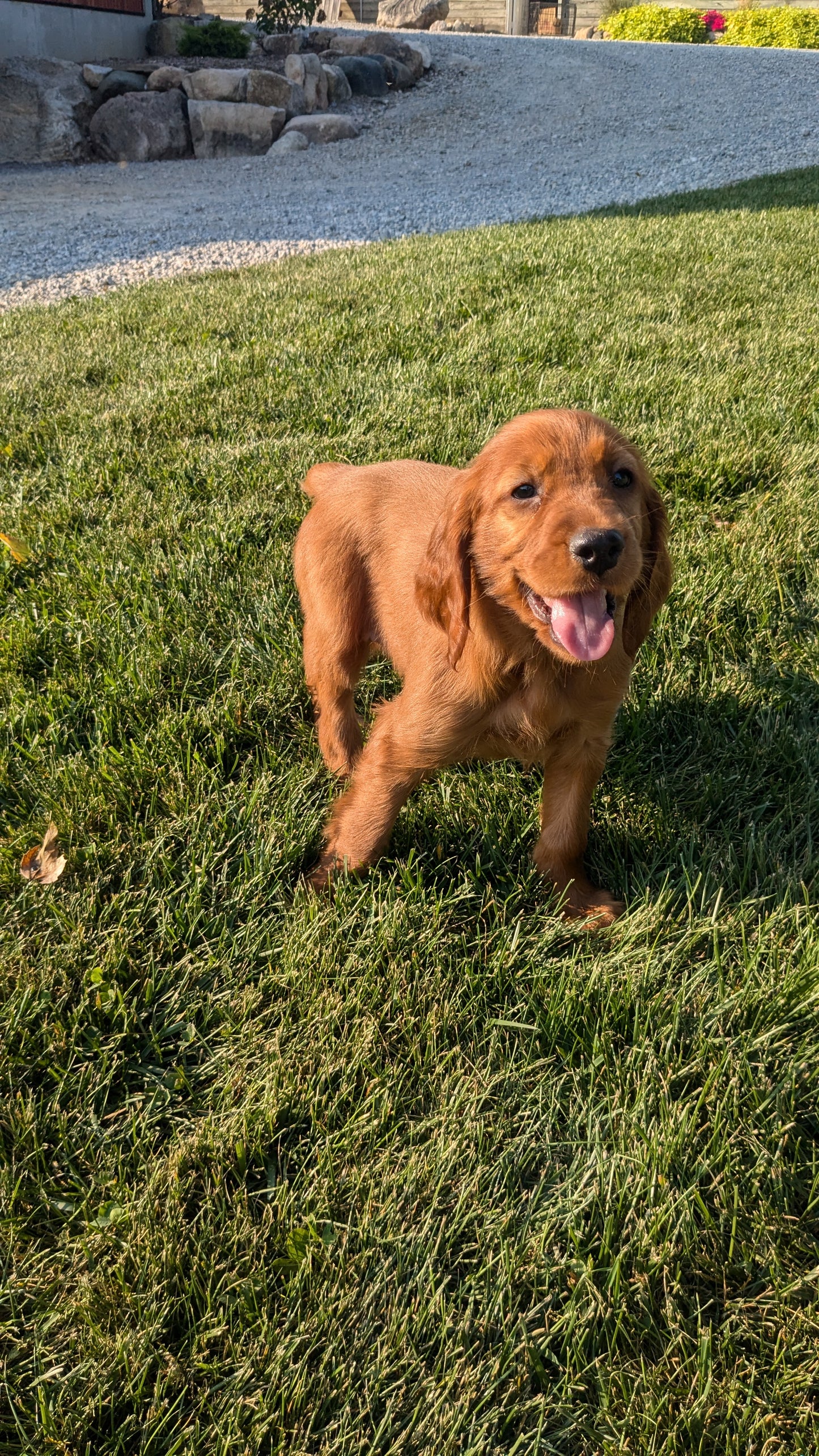 IRISH SETTER (07/20) FEMALE