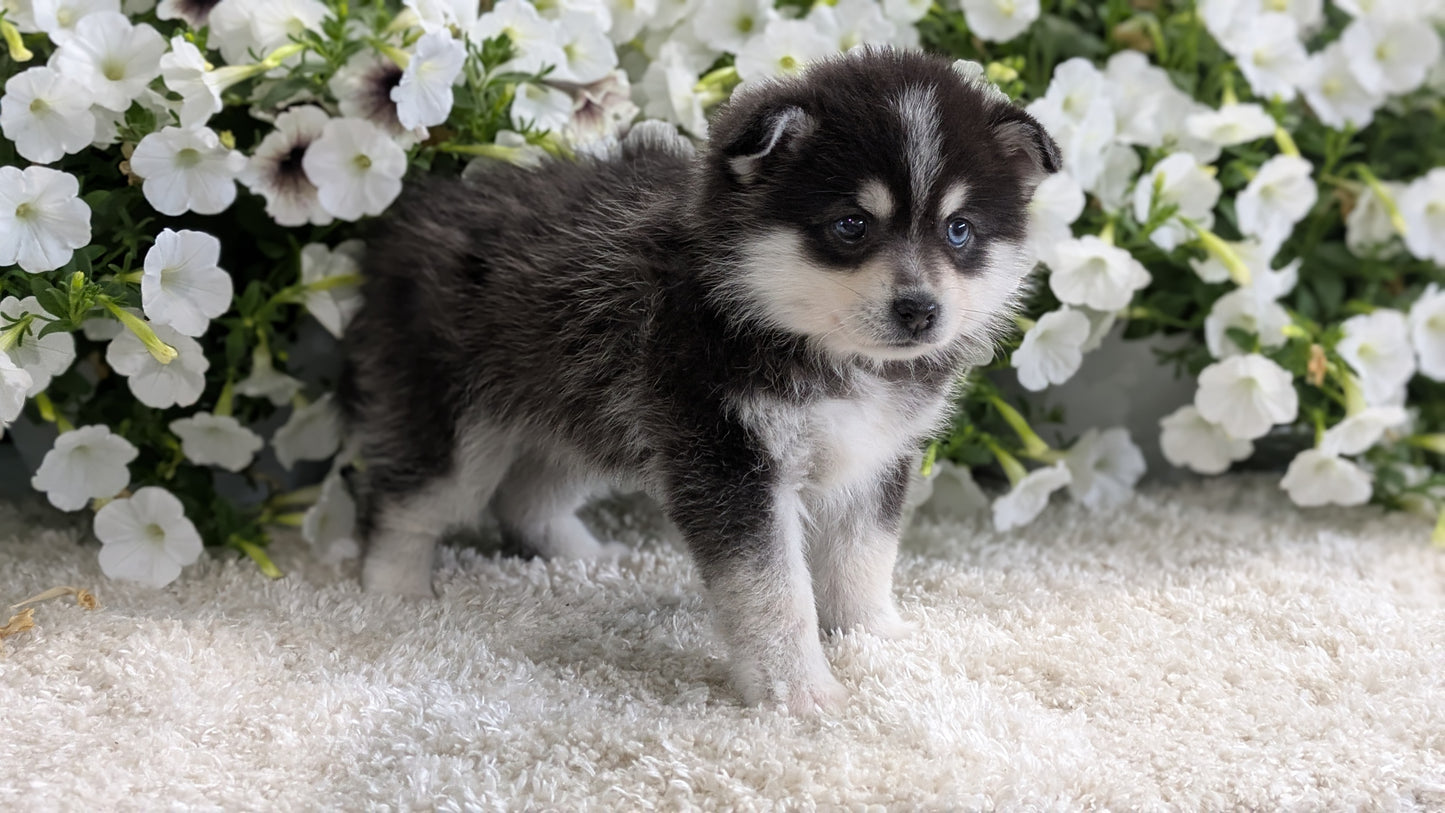 POMSKY (04/01) MALE