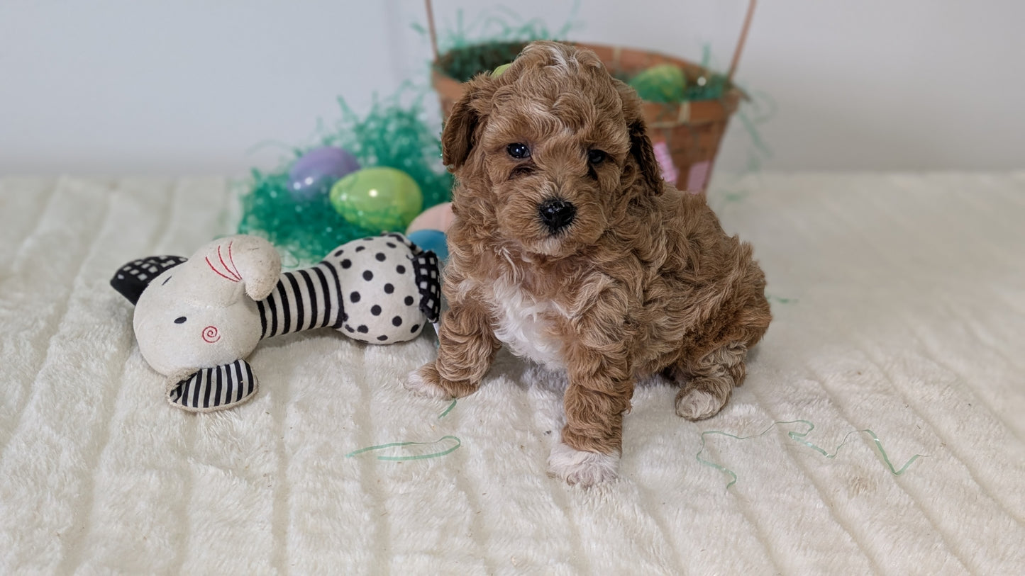 MINI POODLE (03/13) FEMALE