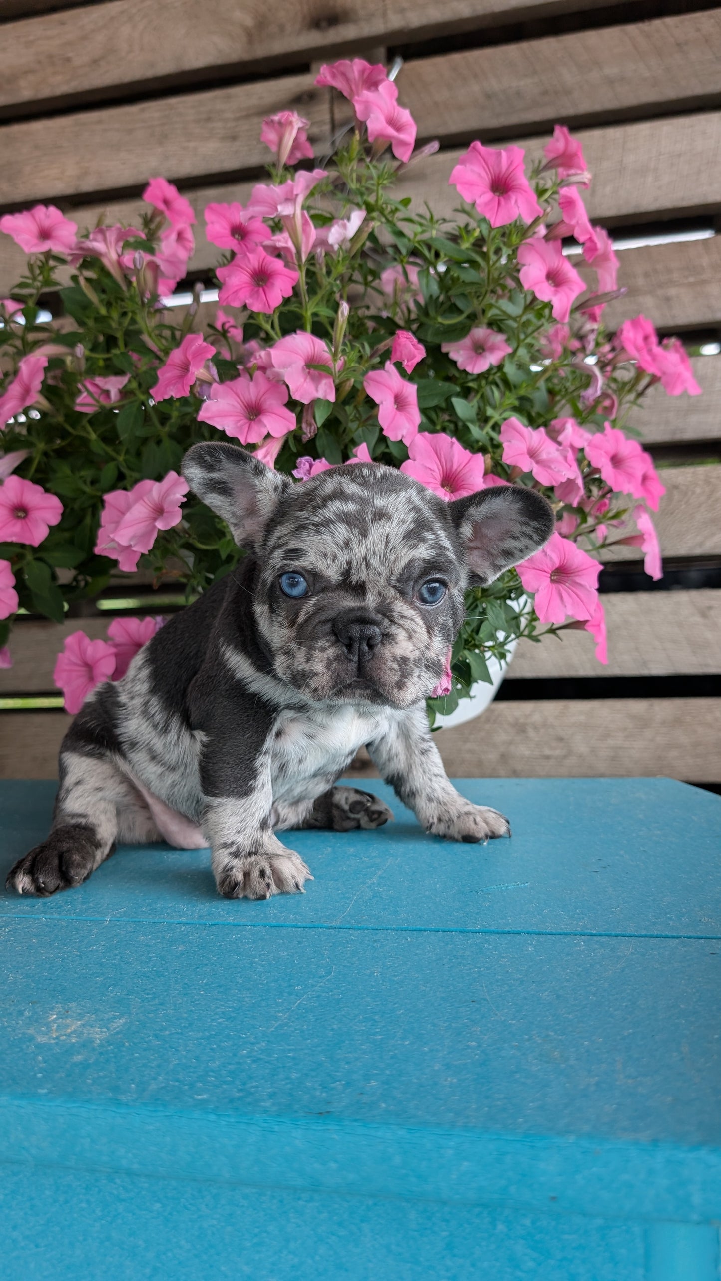 FRENCH BULLDOG (06/30) FEMALE