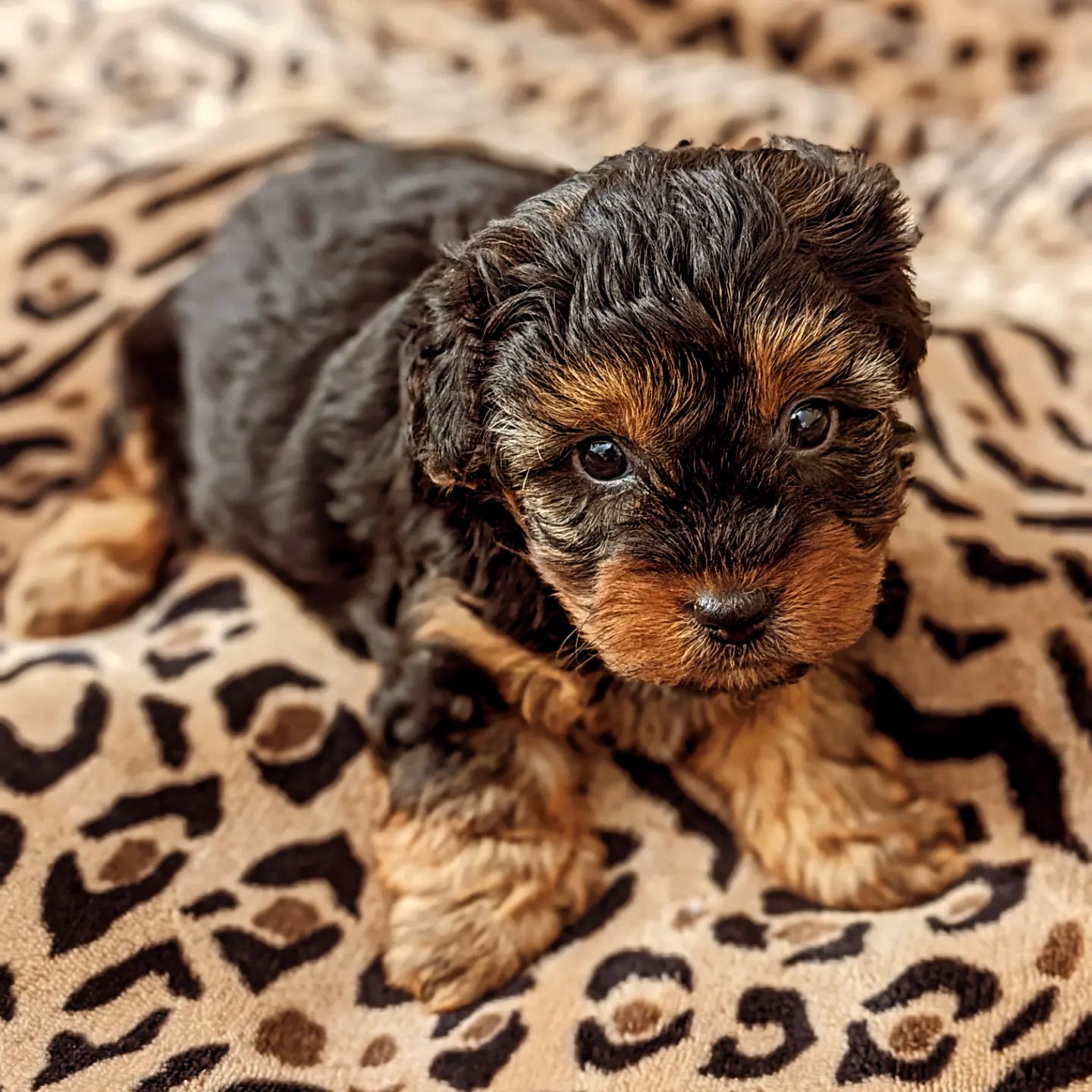 YORKIPOO (1/25) MALE