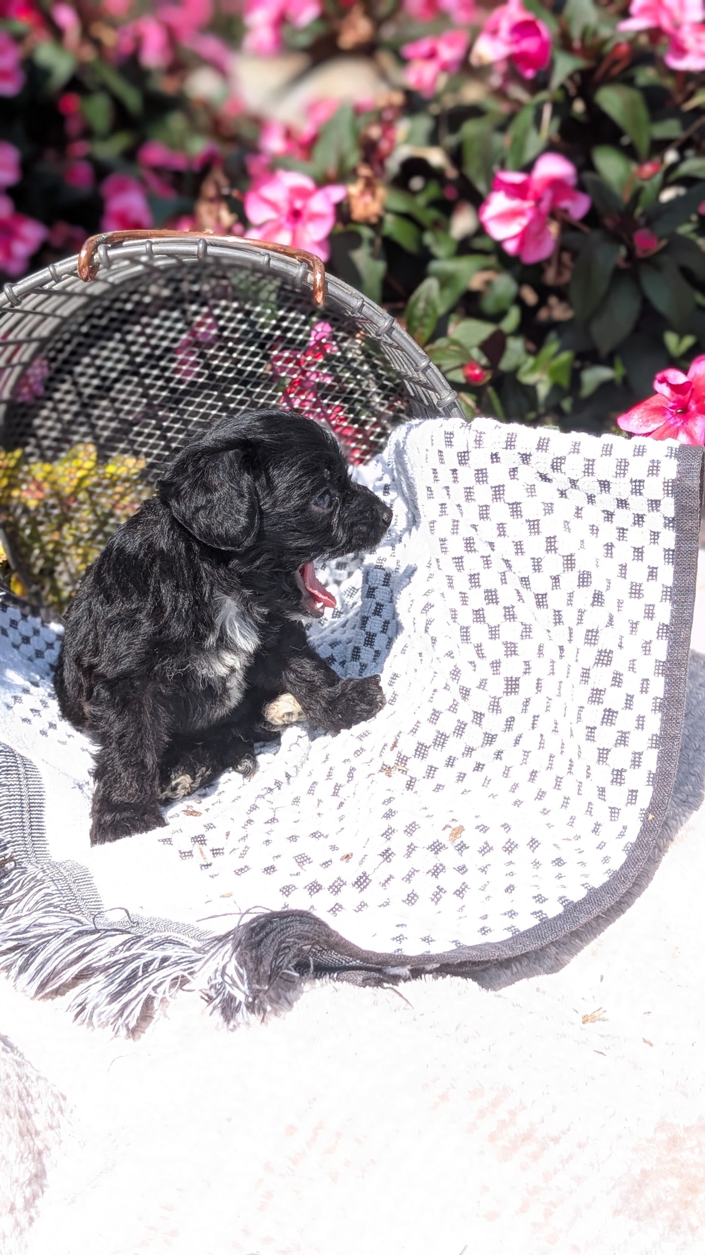 CAVAPOO (06/28) MALE