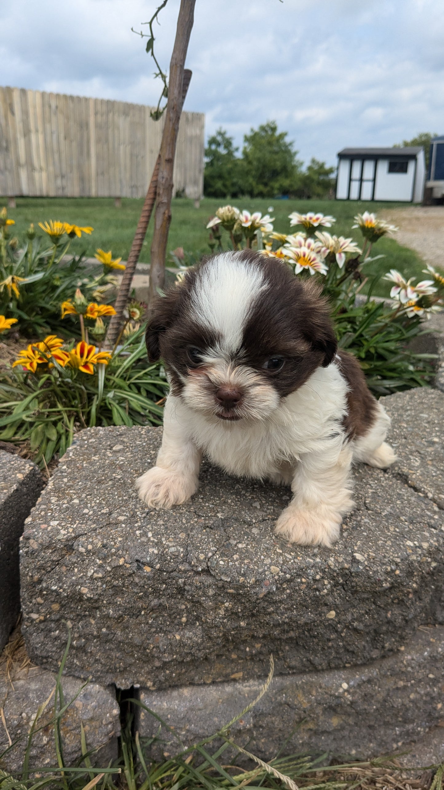 SHIH TZU (06/22) FEMALE