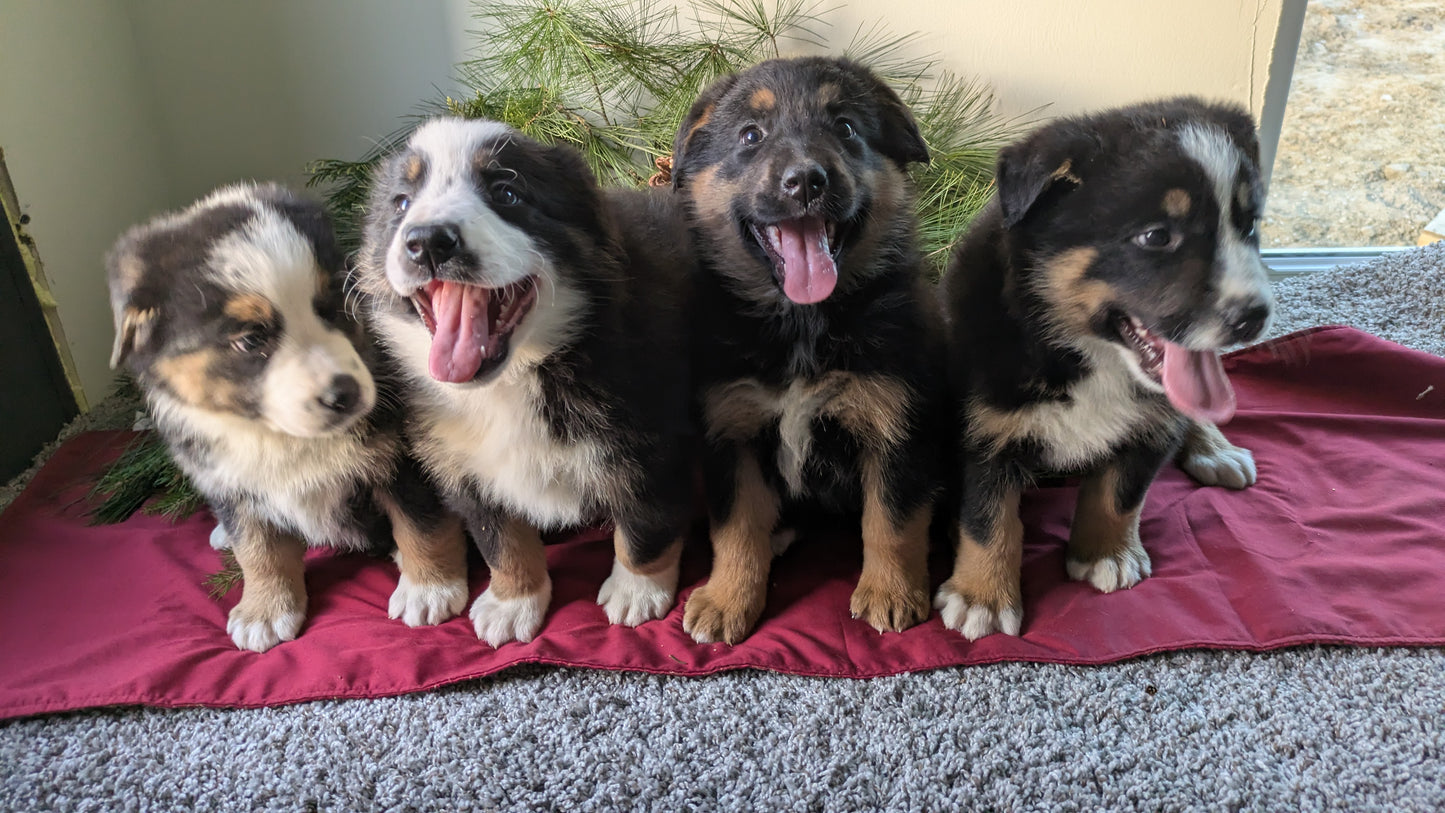 GOLDEN BERNESE (10/28) MALE