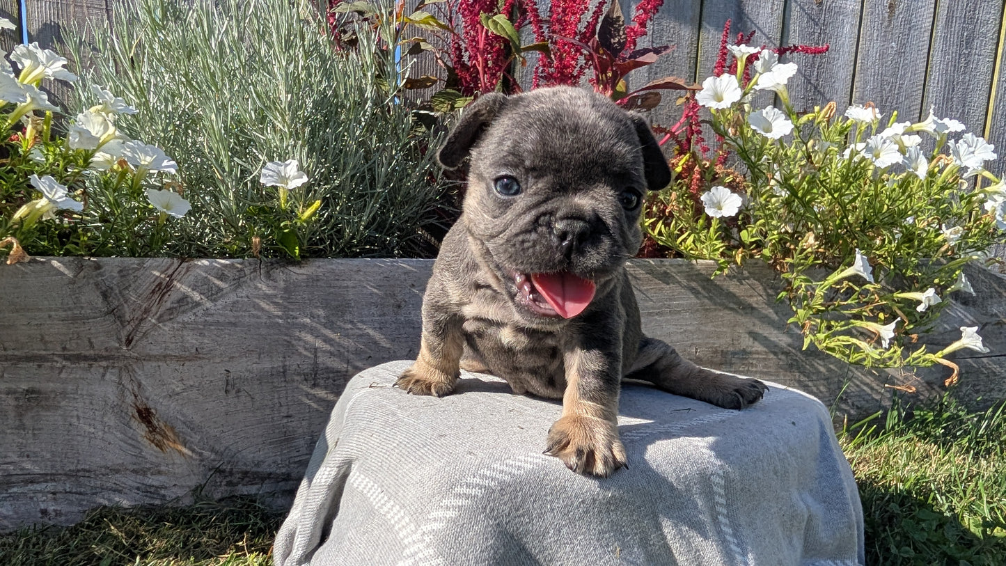 FRENCH BULLDOG (07/03) FEMALE