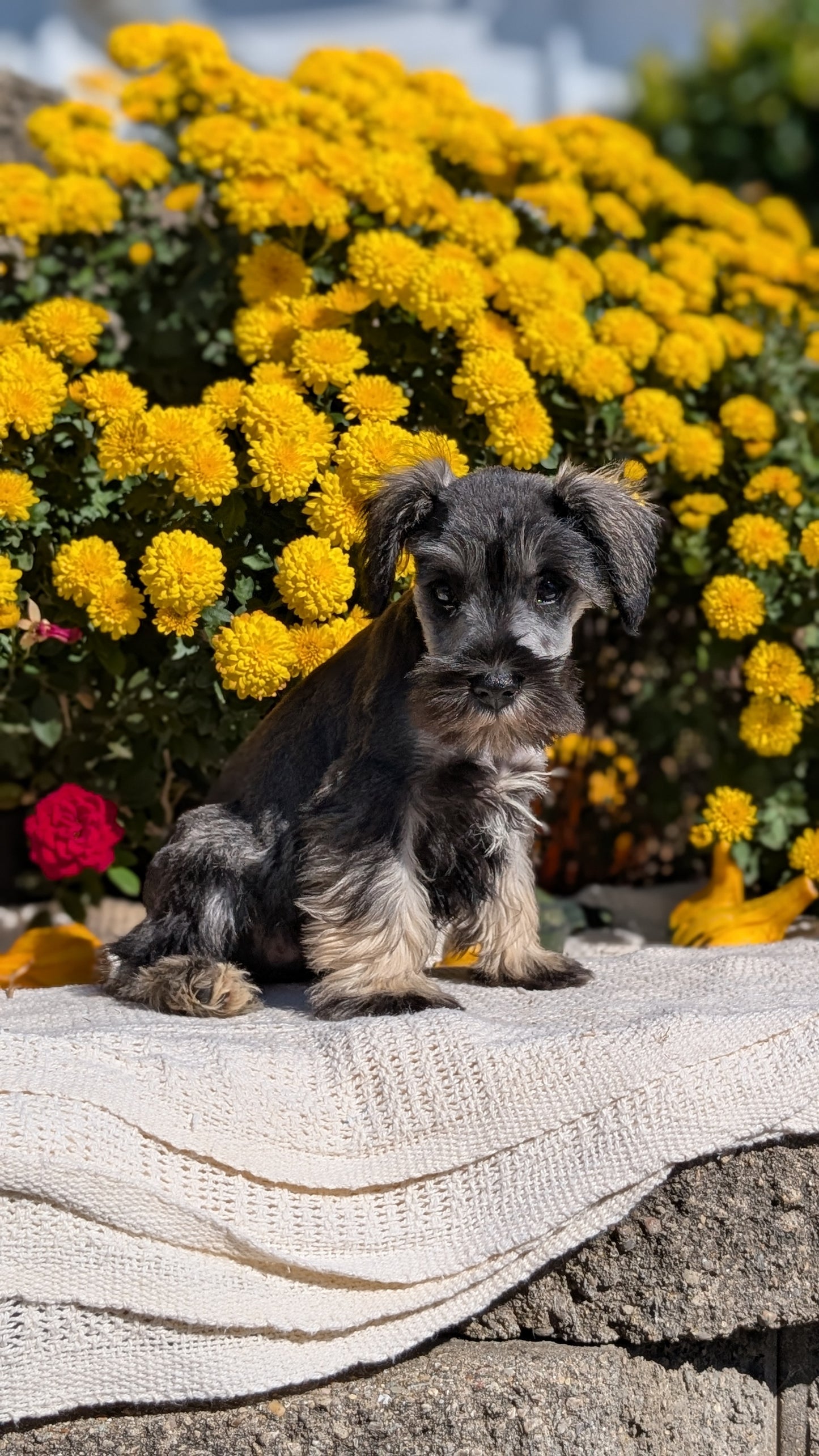 MINI SCHNAUZER (08/06) FEMALE