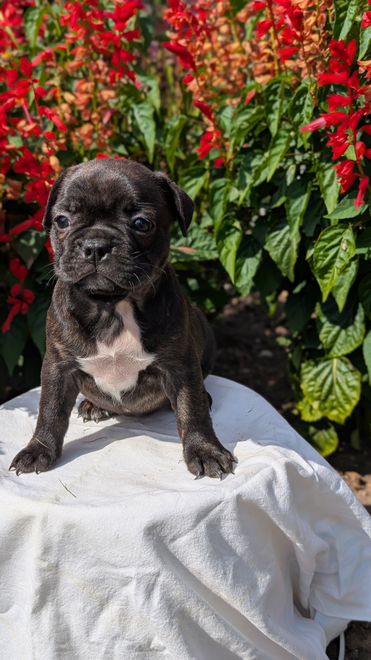 FRENCHTON (06/25) FEMALE
