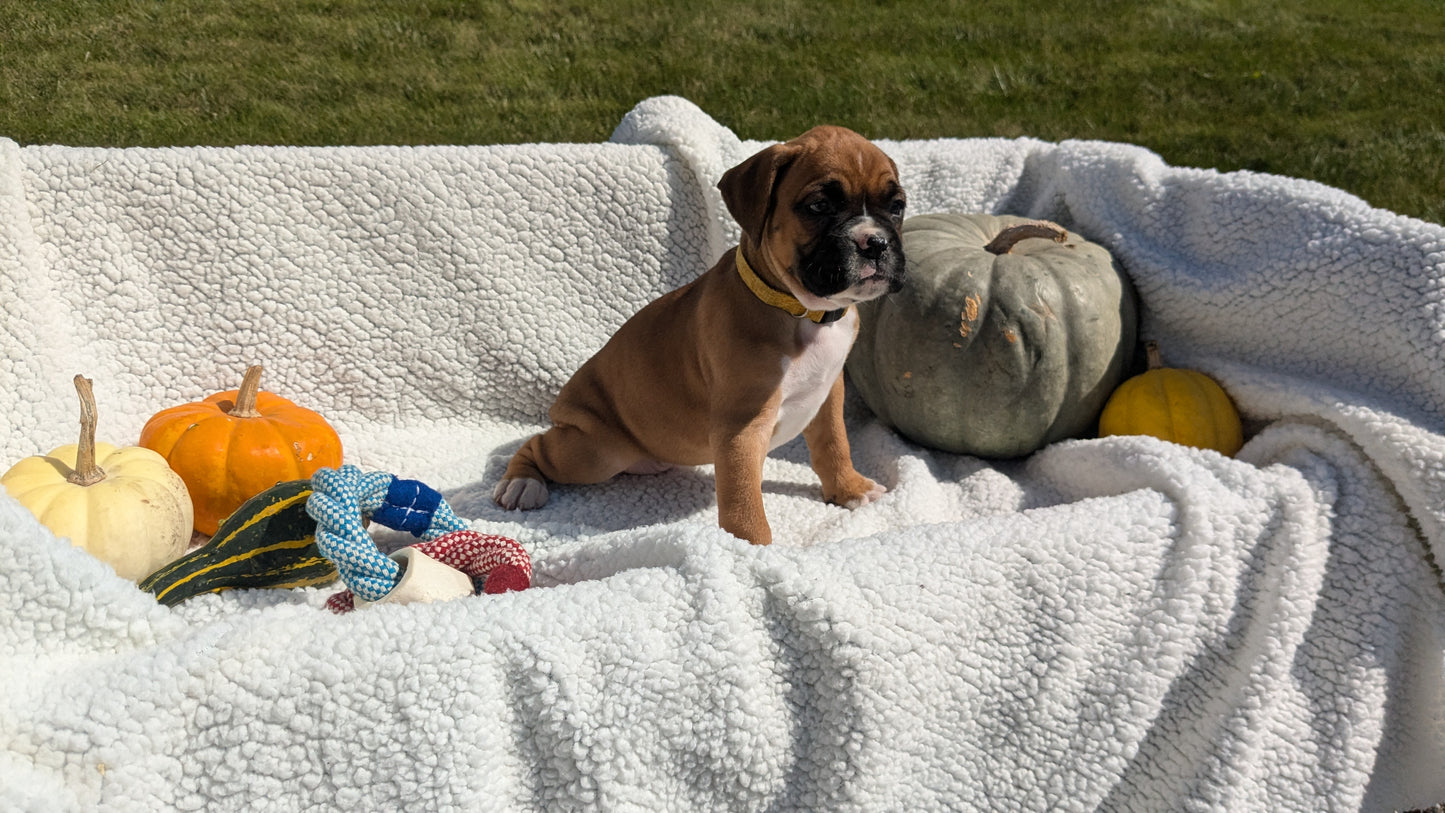 BOXER (08/27) FEMALE