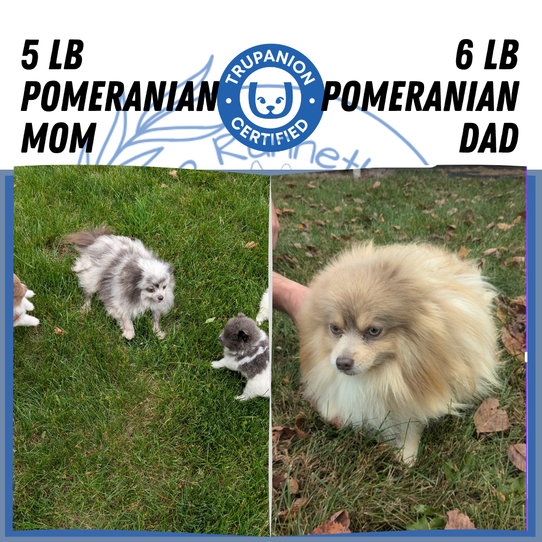 POMERANIAN (04/22) MALE