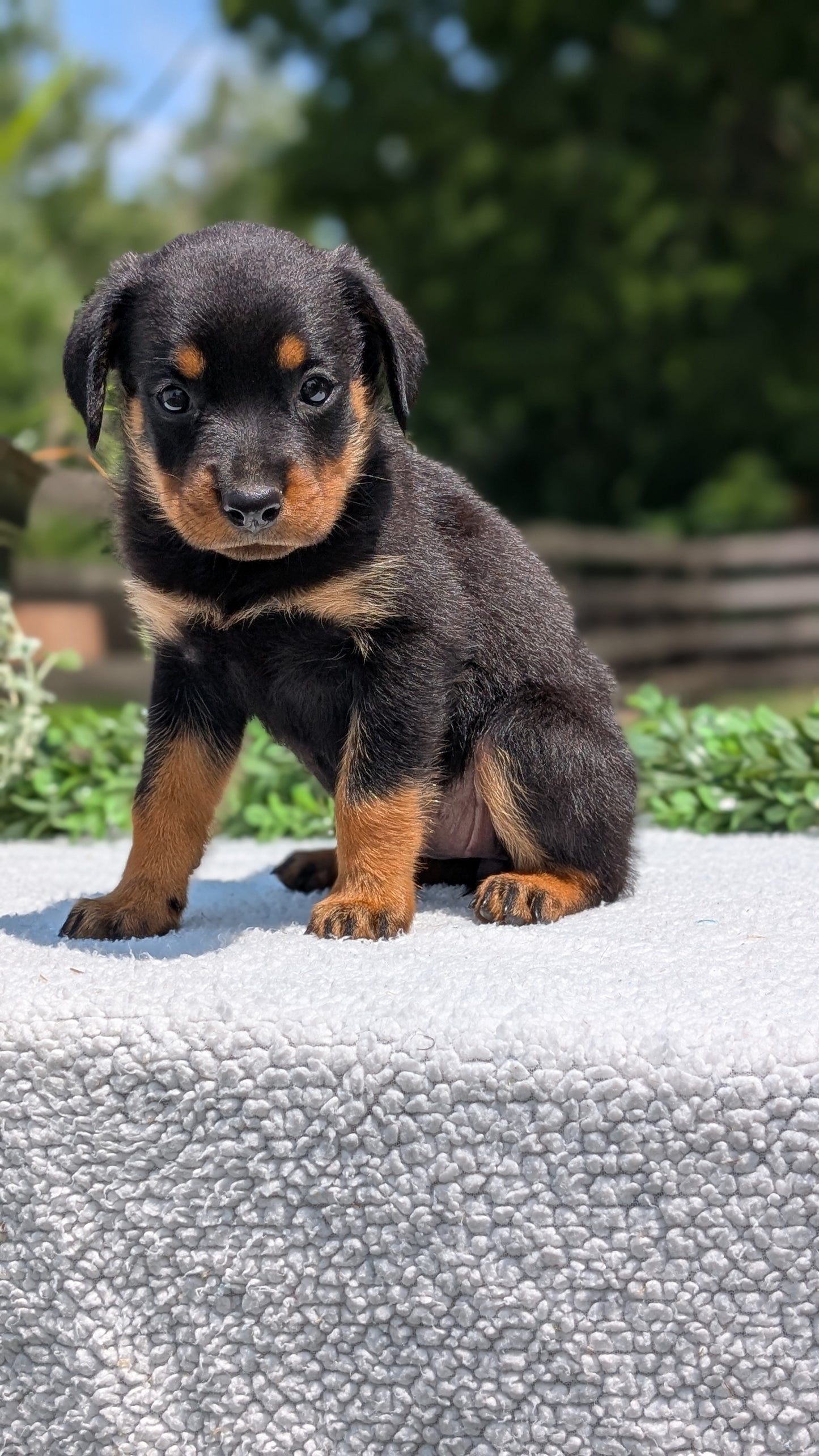ROTTWEILER (05/28) FEMALE