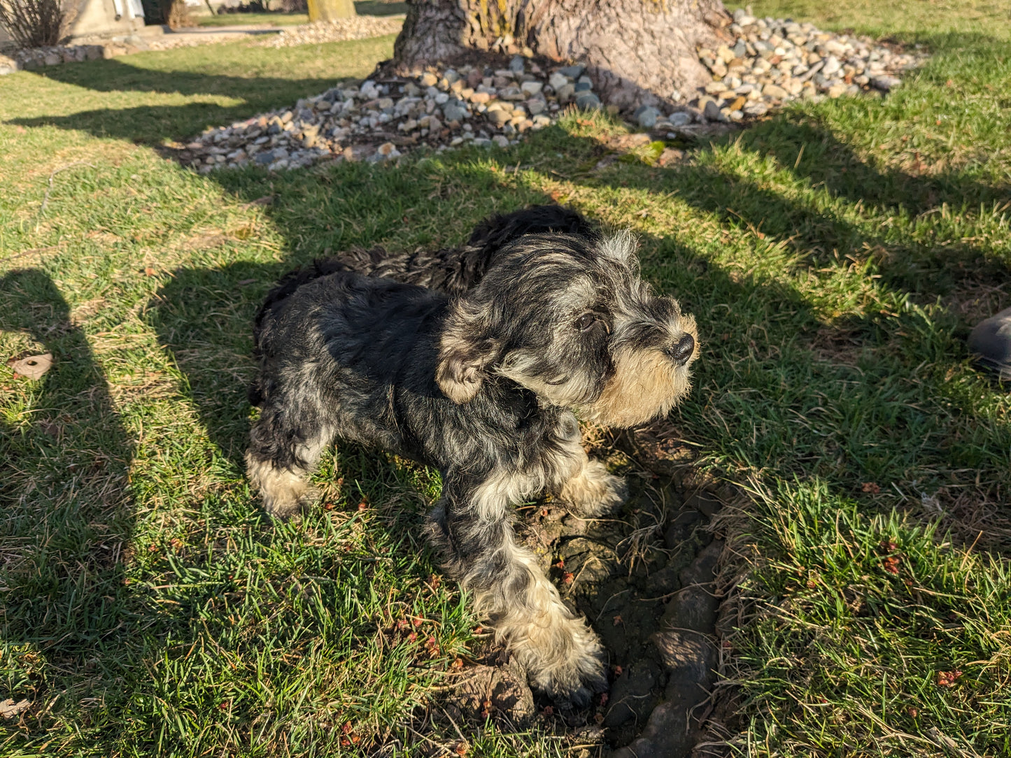 MINI SCHNAUZER (12/17/23) MALE