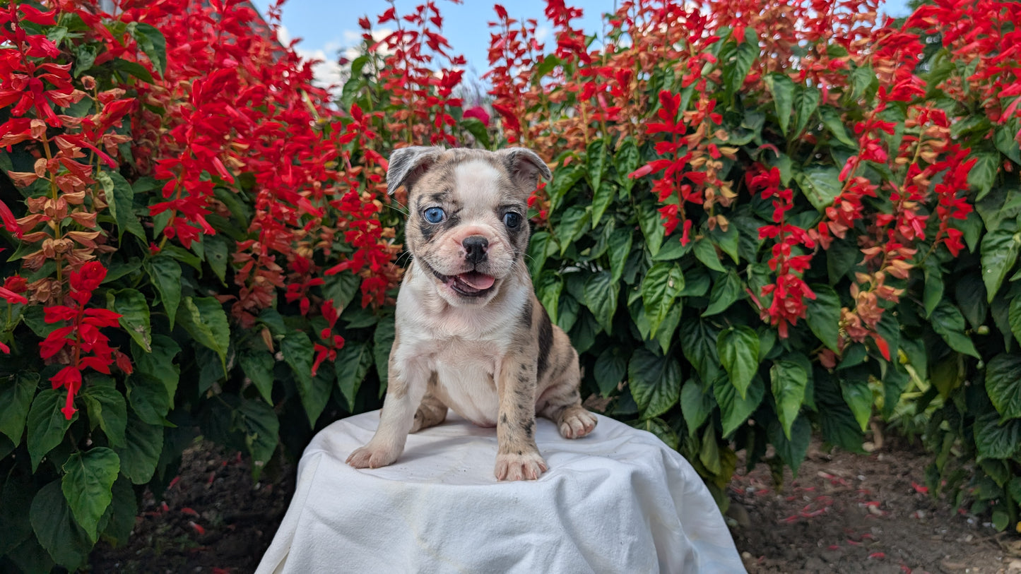 FRENCHTON (06/25) FEMALE