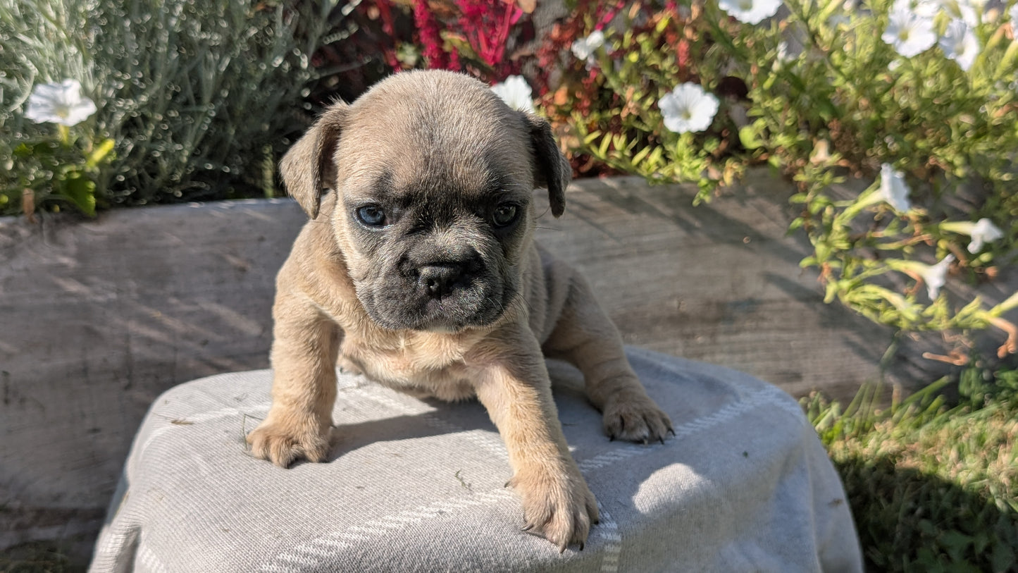 FRENCH BULLDOG (07/03) FEMALE