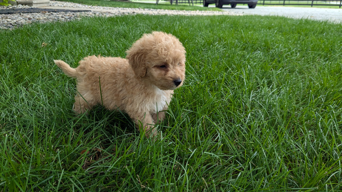 MINI GOLDENDOODLE (06/09) MALE