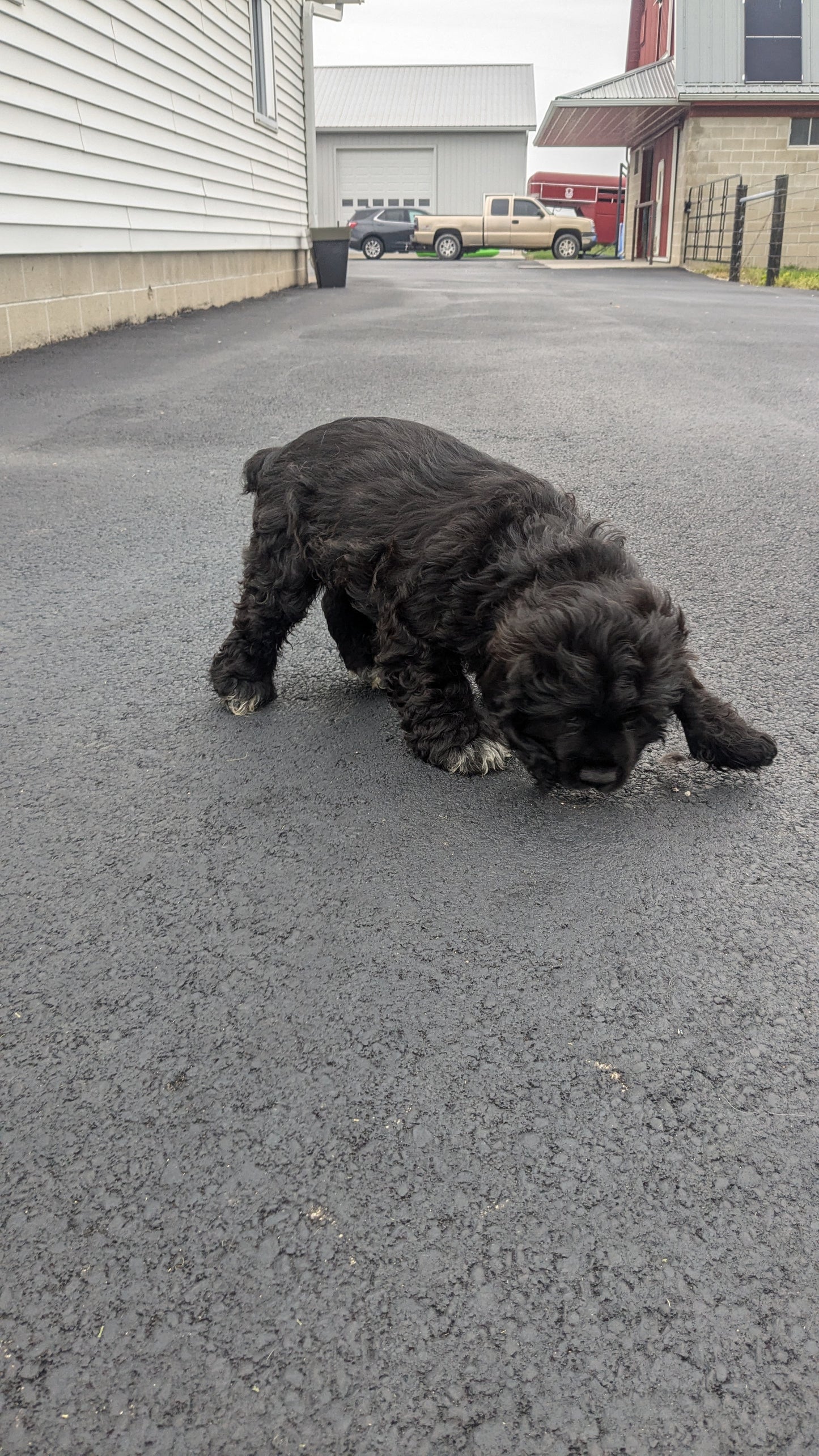 COCKER SPANIEL (05/01) MALE