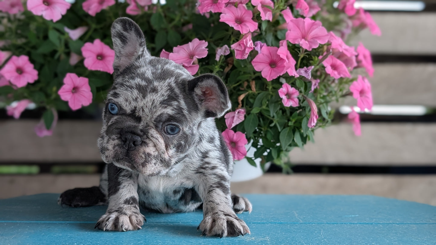 FRENCH BULLDOG (06/30) FEMALE
