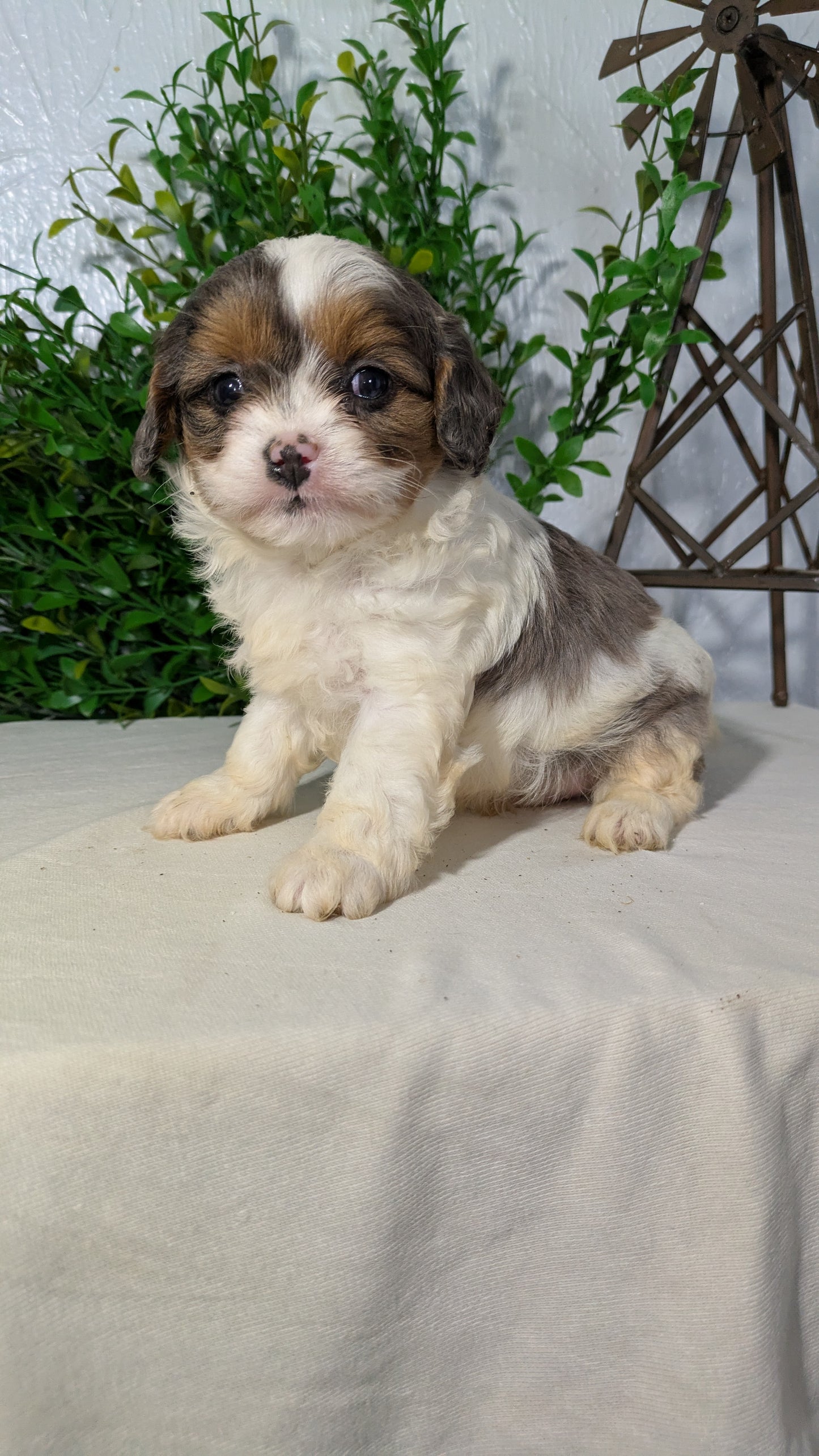 CAVAPOO (02/17) MALE