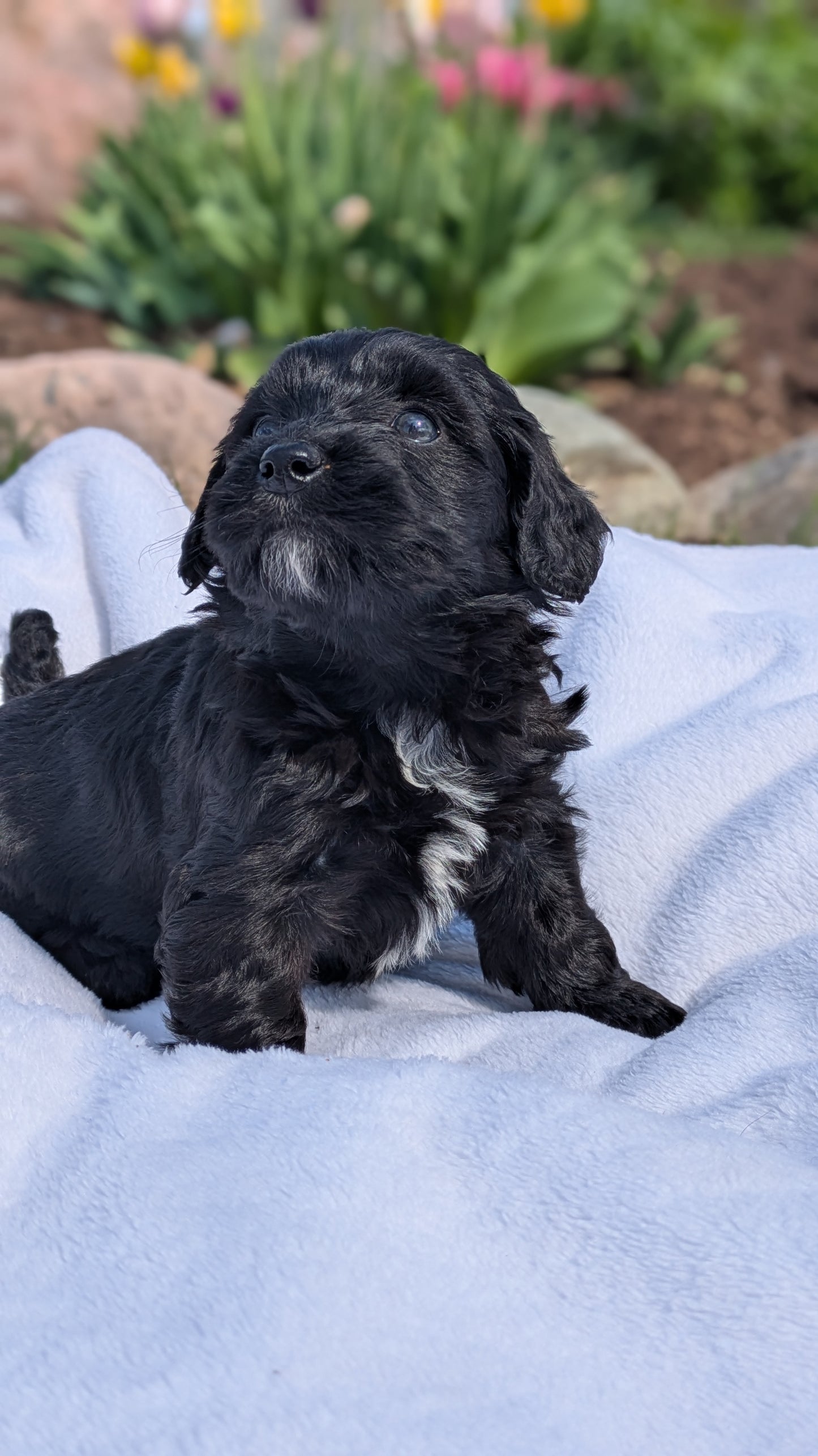 MINI BERNEDOODLE (03/30) FEMALE