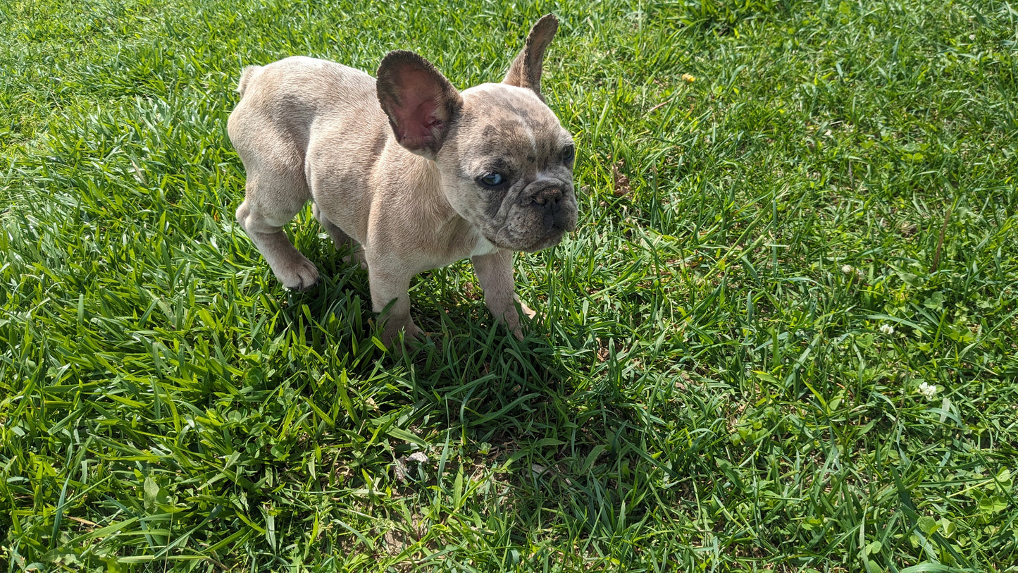 FRENCH BULLDOG (03/15) MALE