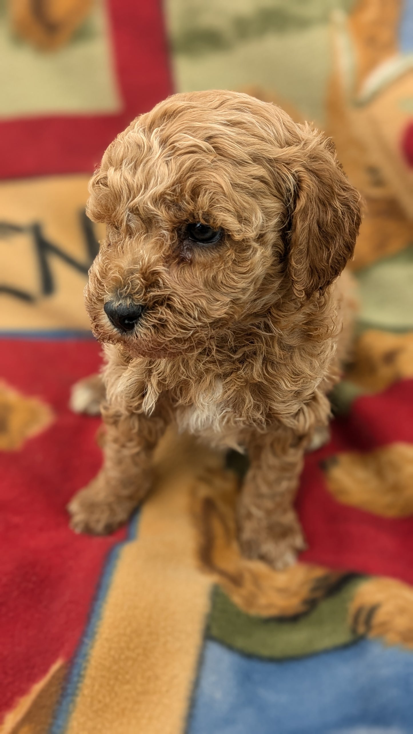 MINI POODLE (09/27) MALE