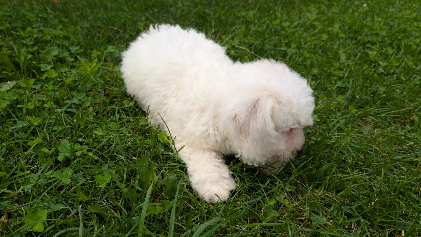 BICHON FRISE (06/19) MALE