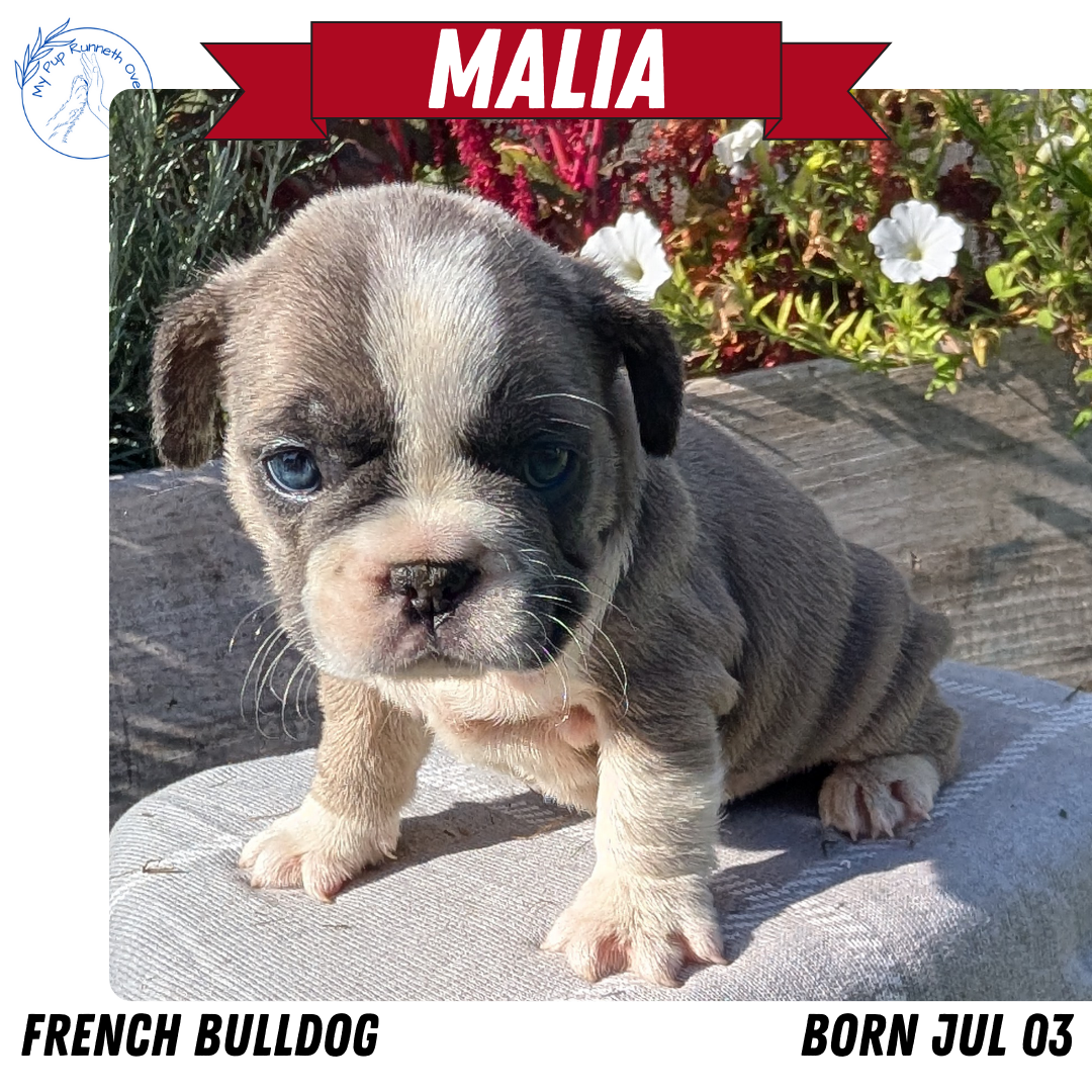FRENCH BULLDOG (07/03) FEMALE