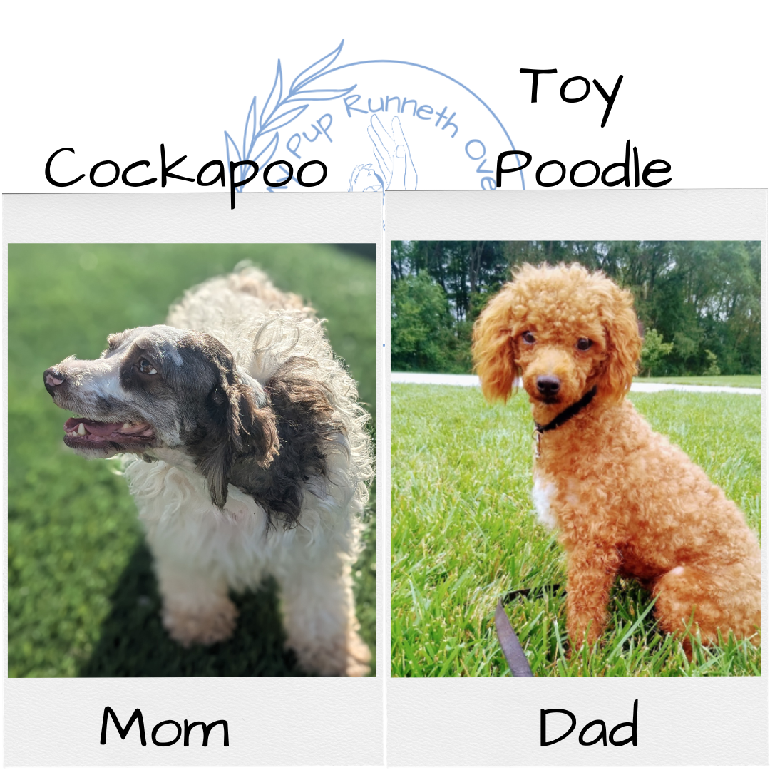 COCKAPOO (09/13) MALE