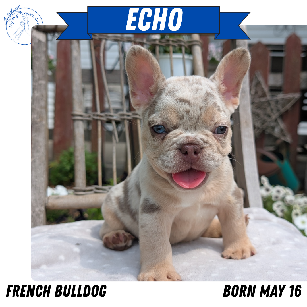 FRENCH BULLDOG (05/16) MALE