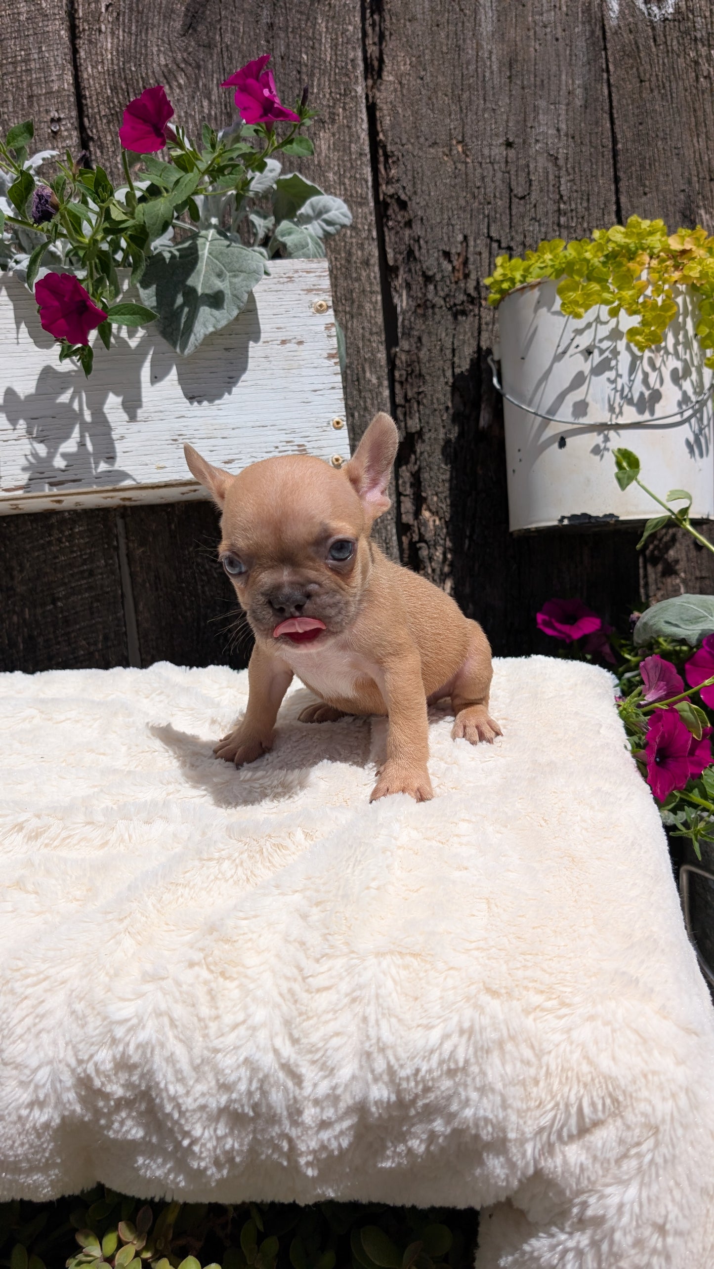 FRENCH BULLDOG (05/07) FEMALE
