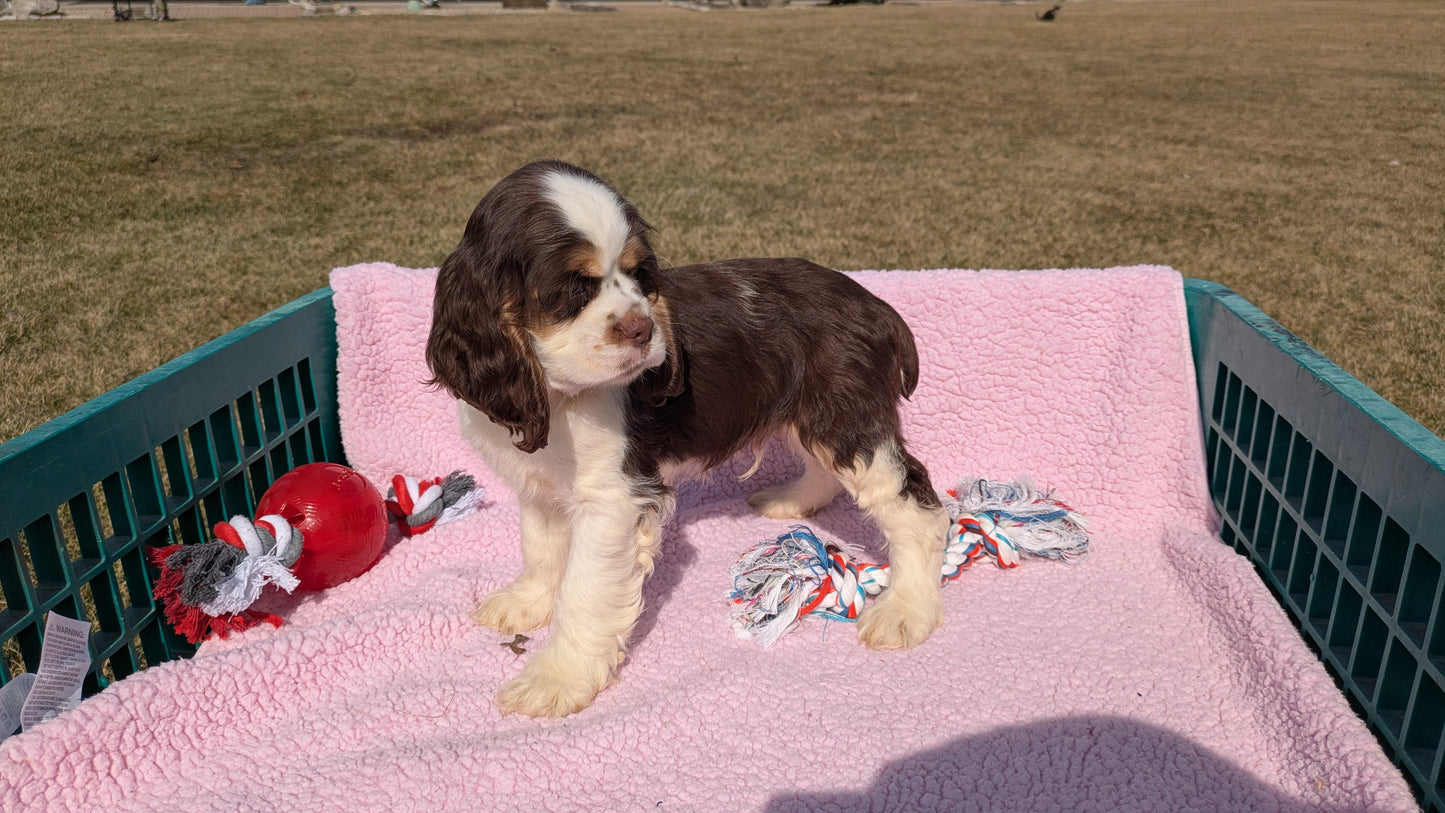 COCKER SPANIEL (12/21) MALE