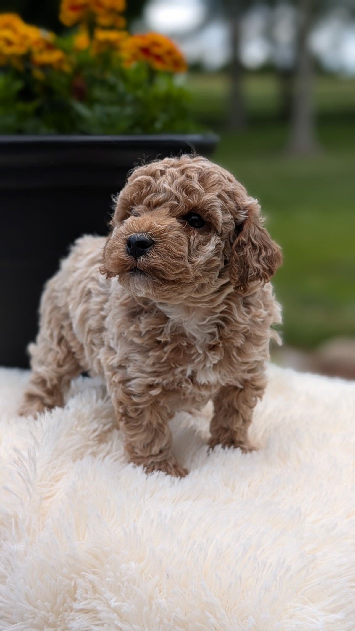 MINI POODLE (MAY 12) MALES