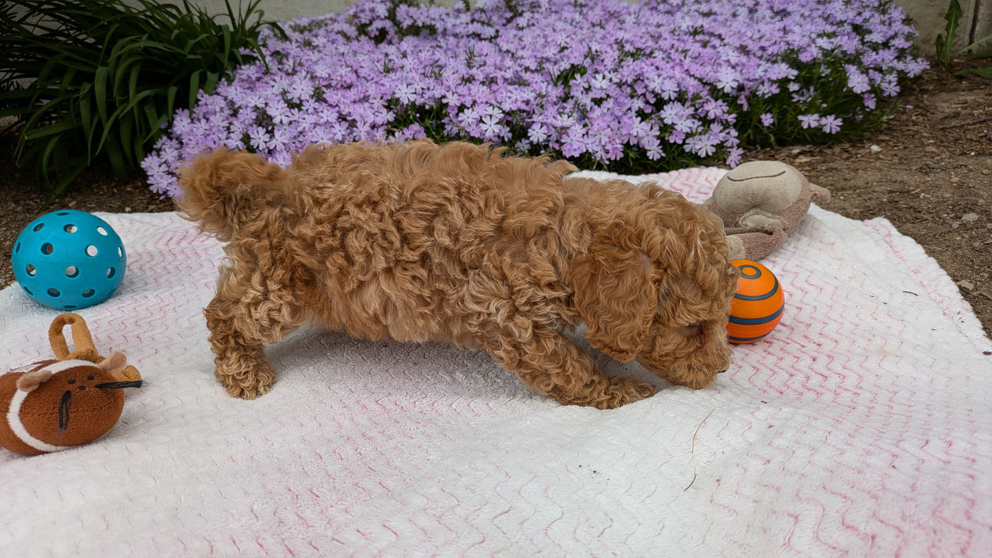 MALTIPOO (03/15) MALE