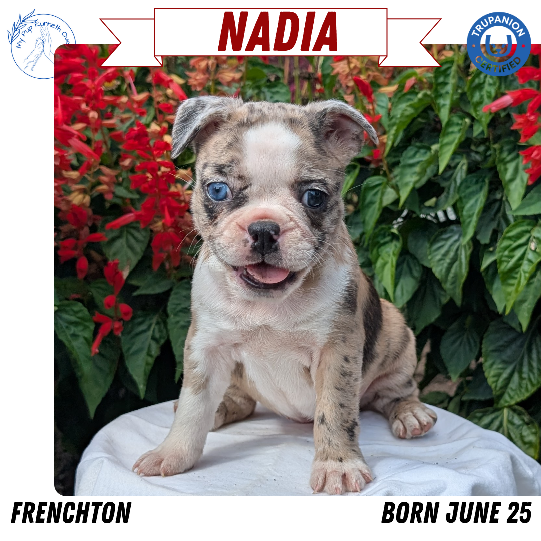 FRENCHTON (06/25) FEMALE