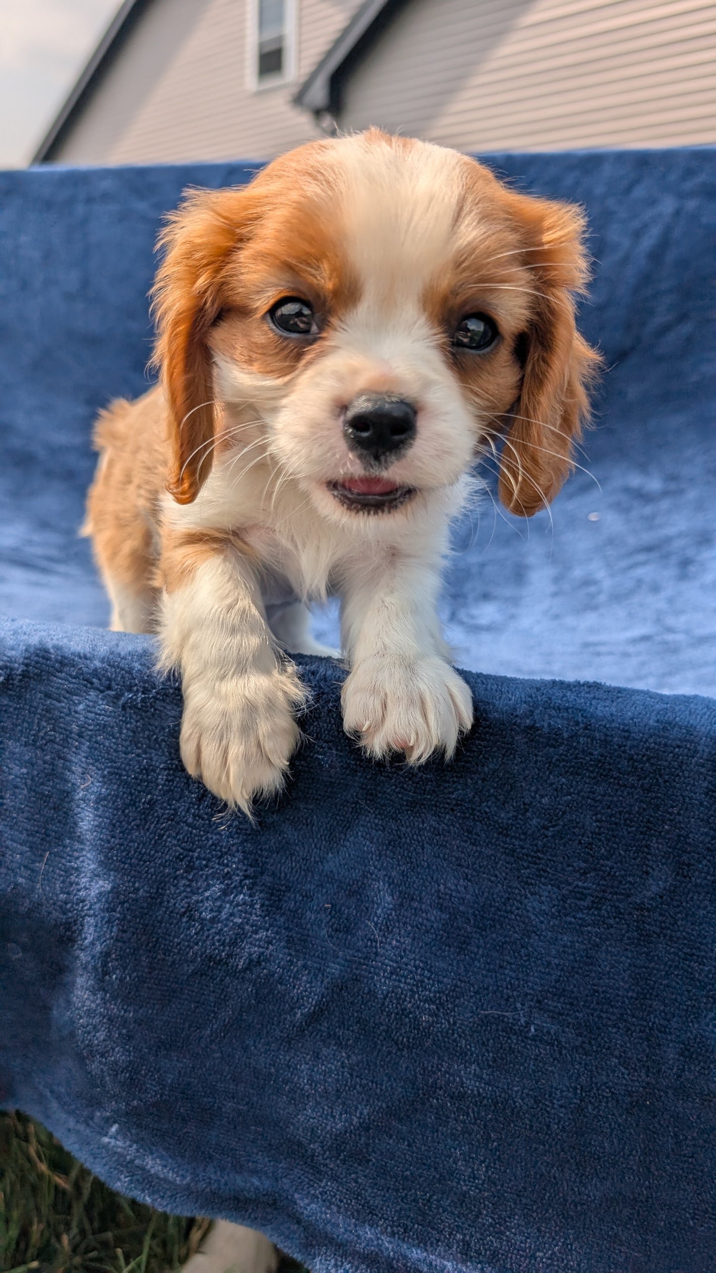 CAVALIER (05/19) MALE