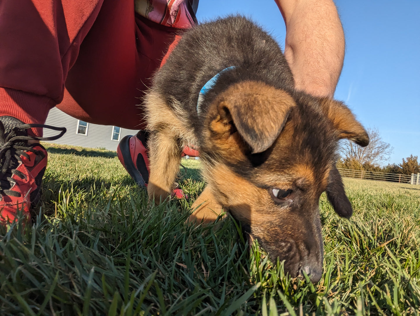 German Shepherd (01/09) Female