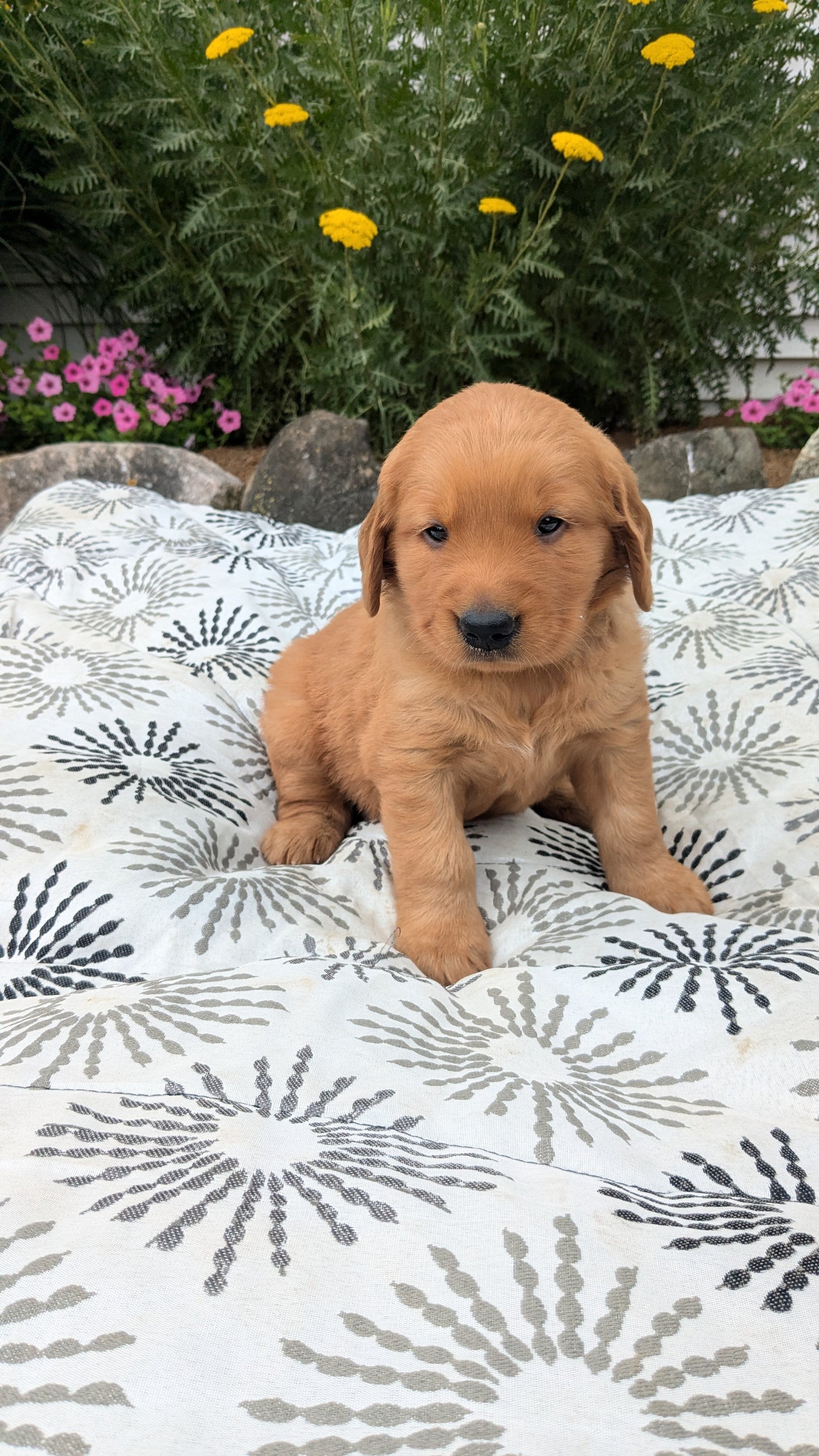 GOLDEN RETRIEVER (05/25) MALE