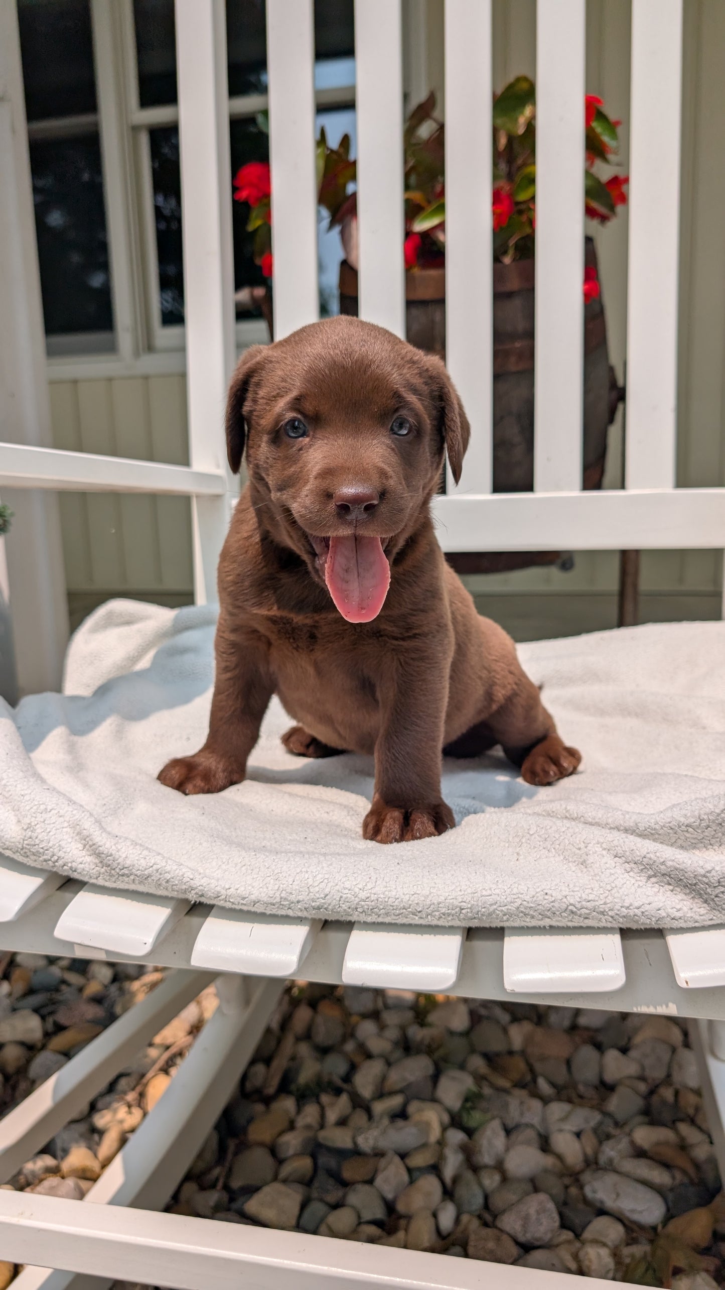 LABRADOR RETRIEVER (05/03) FEMALE