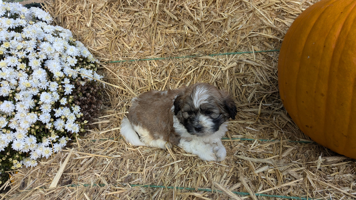TEDDY BEAR (08/16) MALE